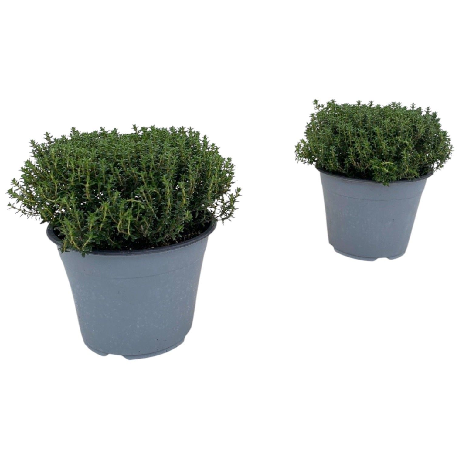 Thymus Vulgaris Faustini, D 14