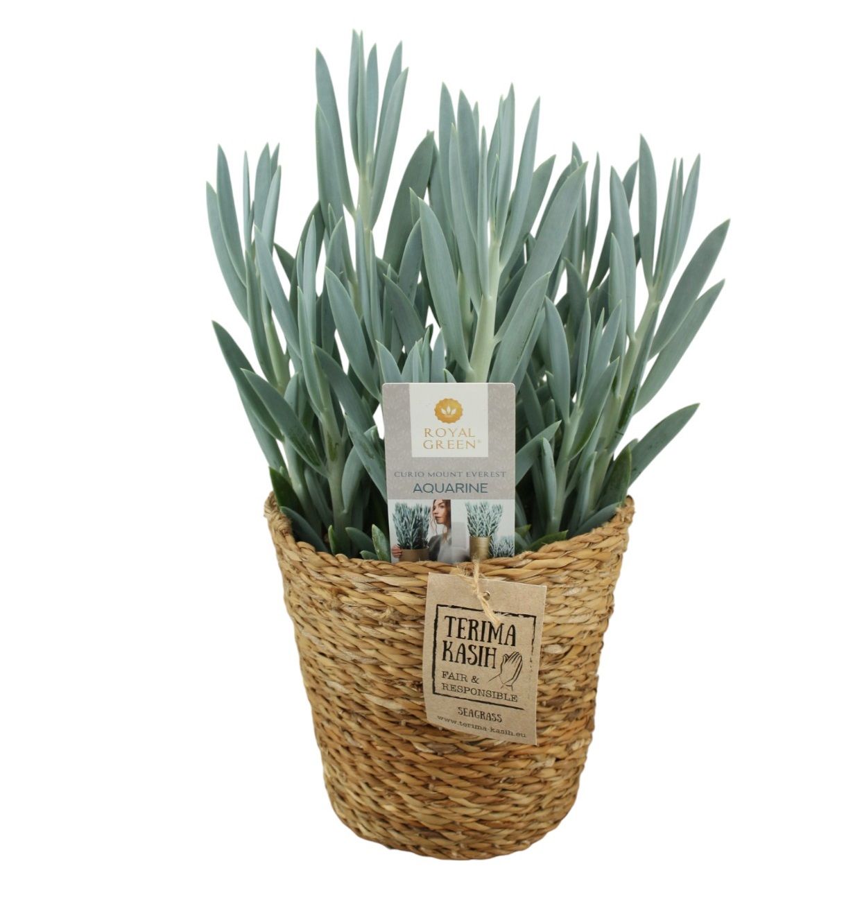 Curio mount everst 15 cm in seagrass mand, D 15