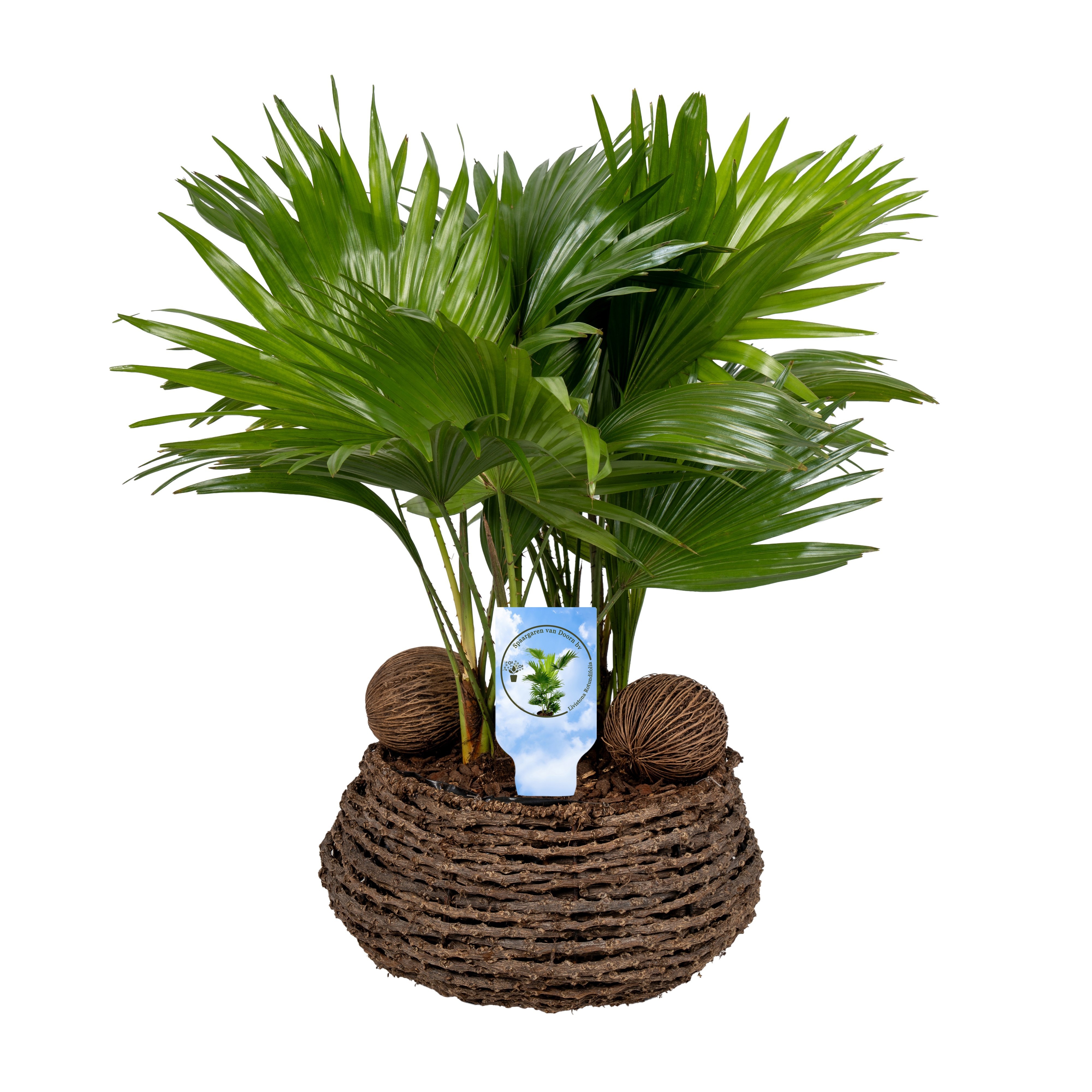 Livistona in caryota 27 cm mand etiket Lucht Zuiverend, D 27