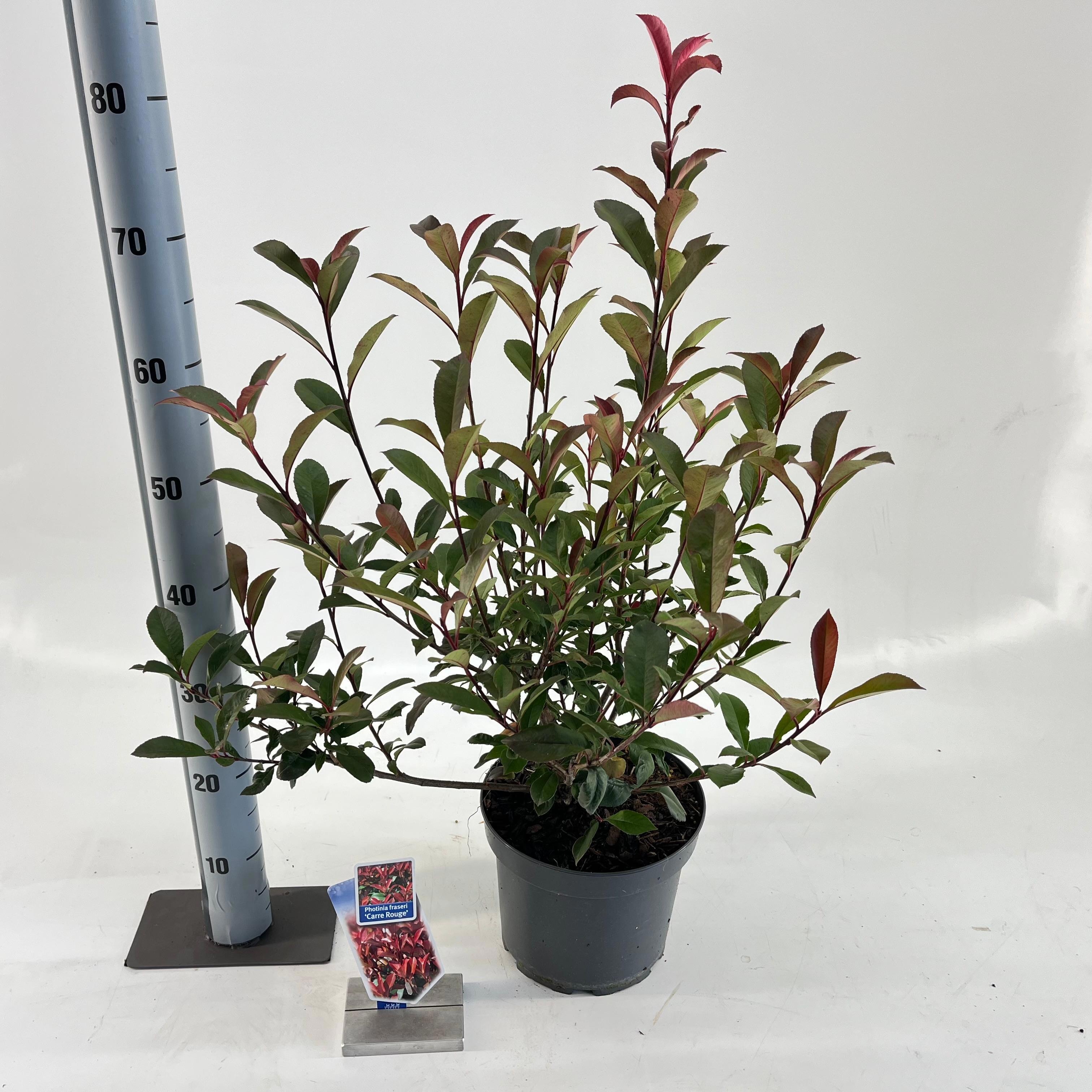 Photinia fraseri 'Carré Rouge', D 23