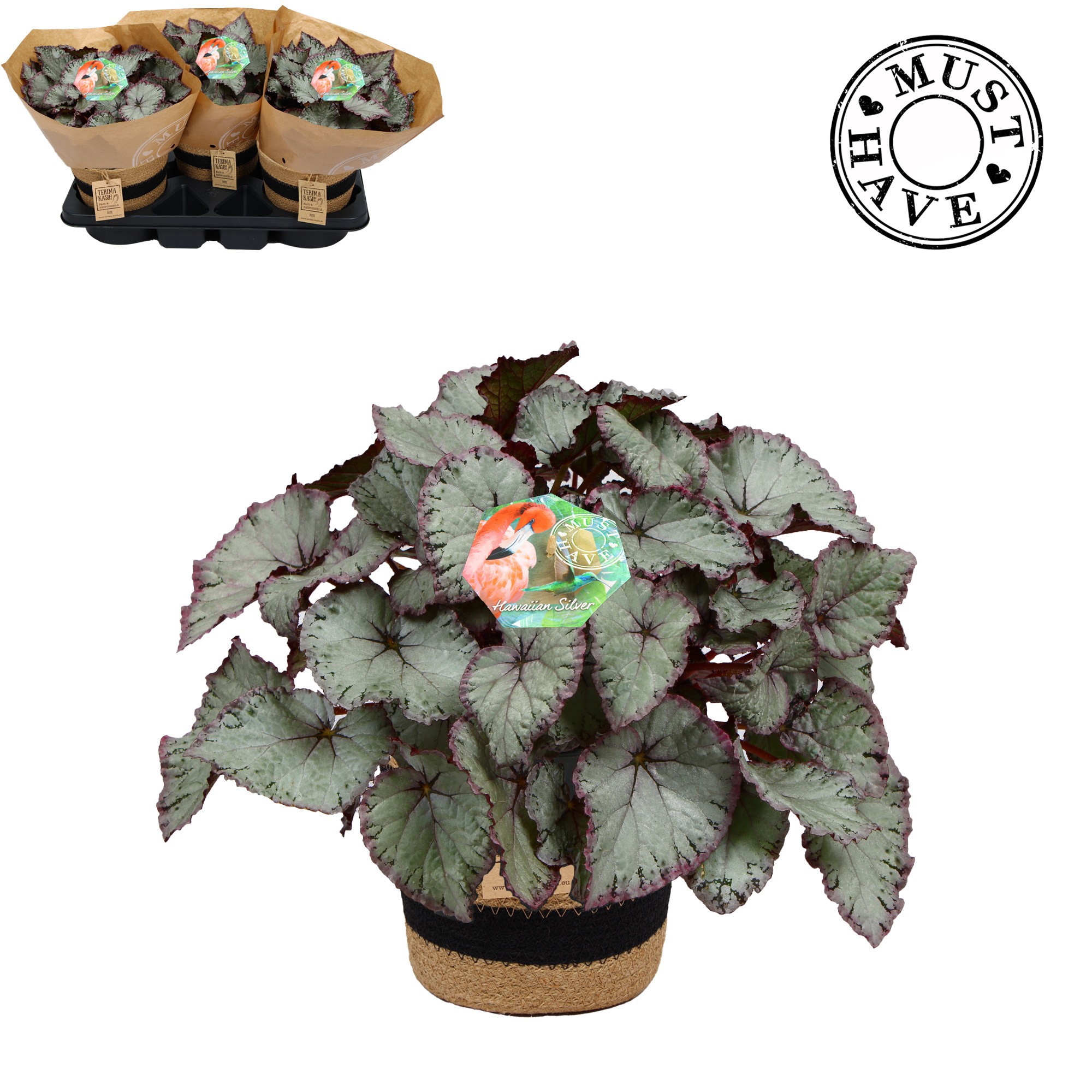Bladbegonia Rex Hawaiian Silver Must Have in Jutte mand, D 17