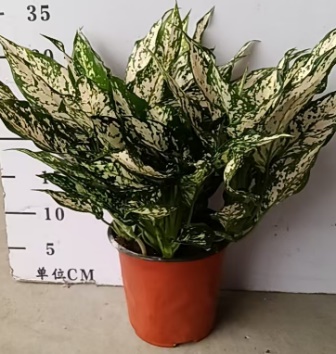 Аглаонема вайт энджел 14 35