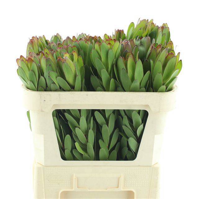 Леукадендрон Сафари Голдстрайк 70, шт.