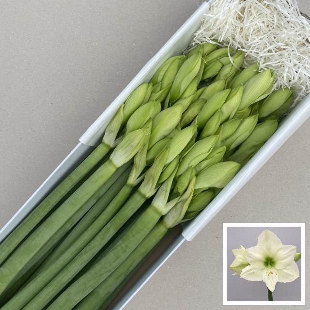 Амарилис Касабланка (бел.) x18, шт.