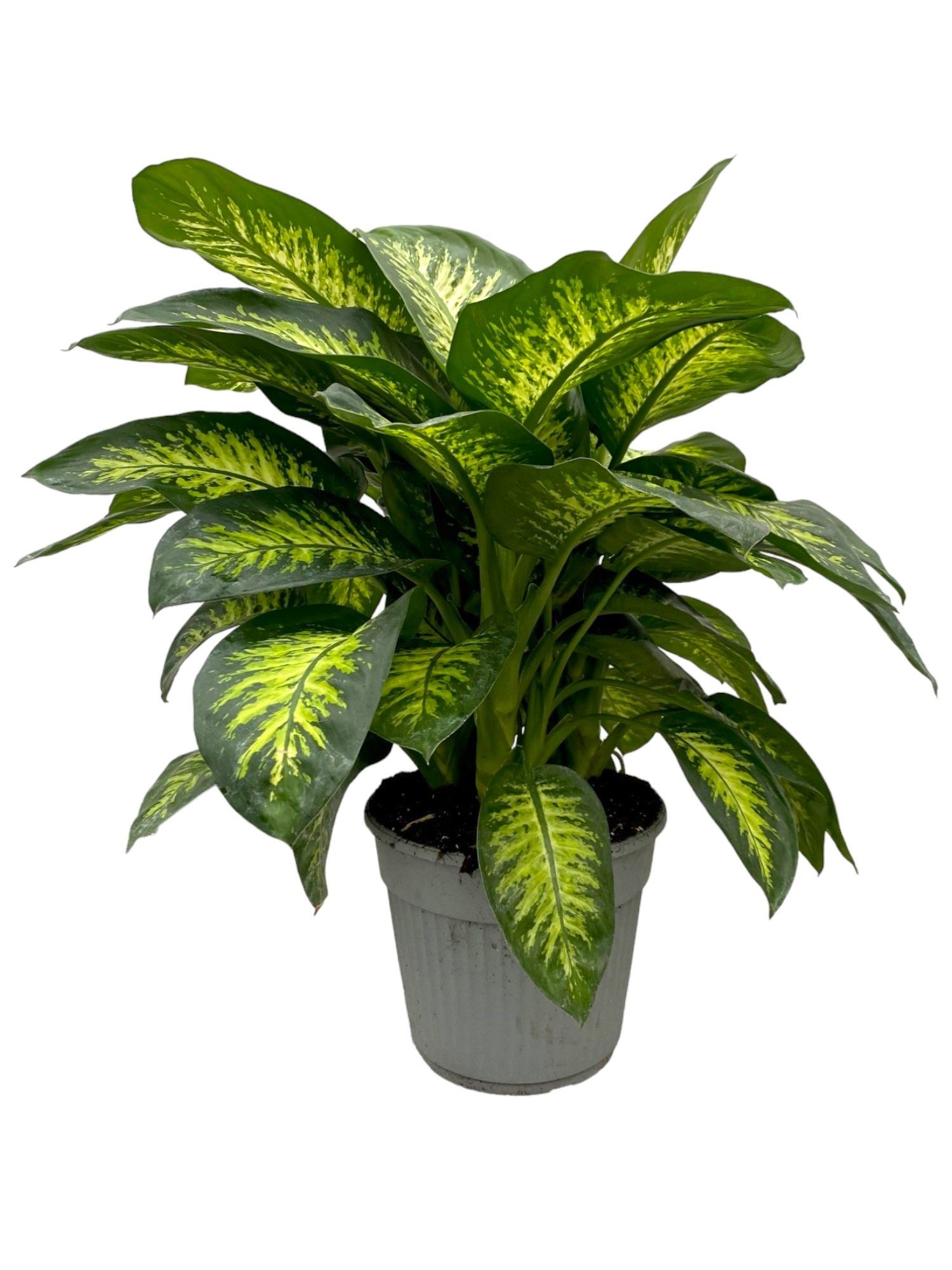 Dieffenbachia seguine 'Tropic Snow' P35, D 35