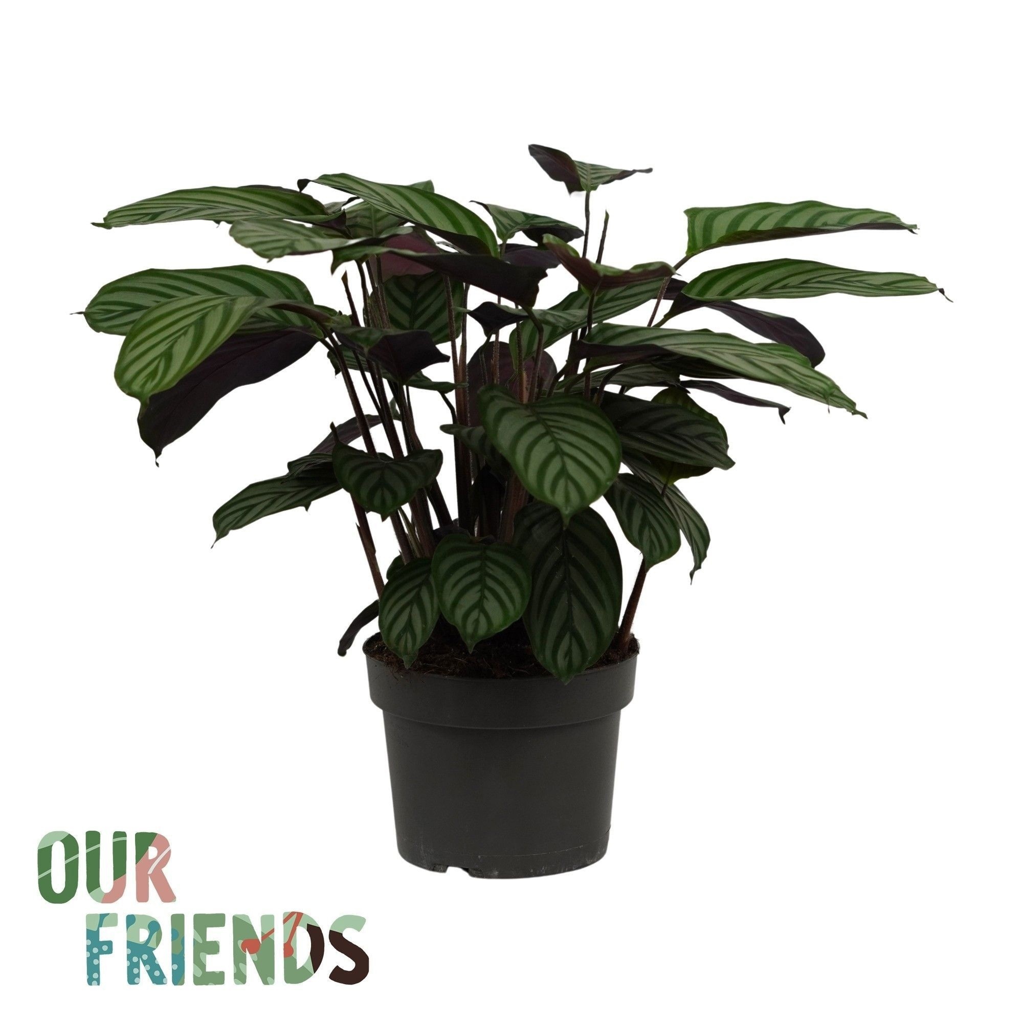 Ctenanthe Green Flag | Our Friends, D 19