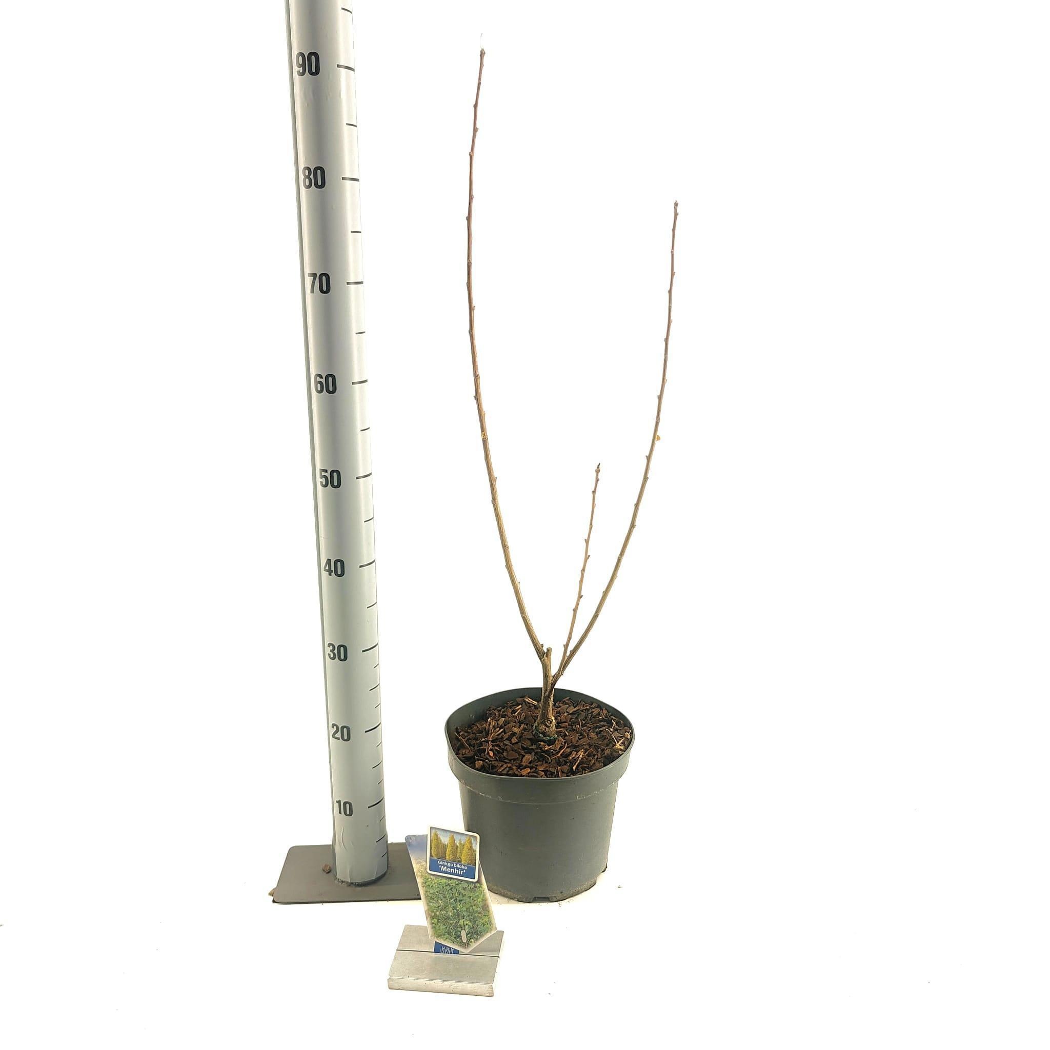 Ginkgo biloba 'Menhir', D 23