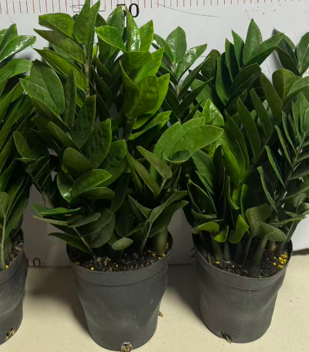 Замиокулькас Мани Три а-левел 15 55