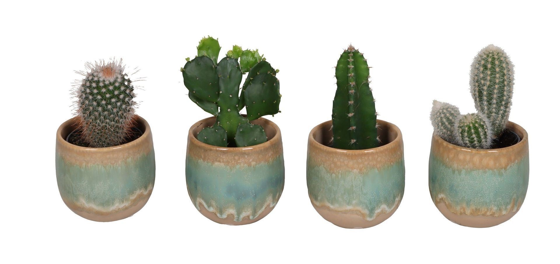 L 67352 With Cactus Mix 6 cm, D 6