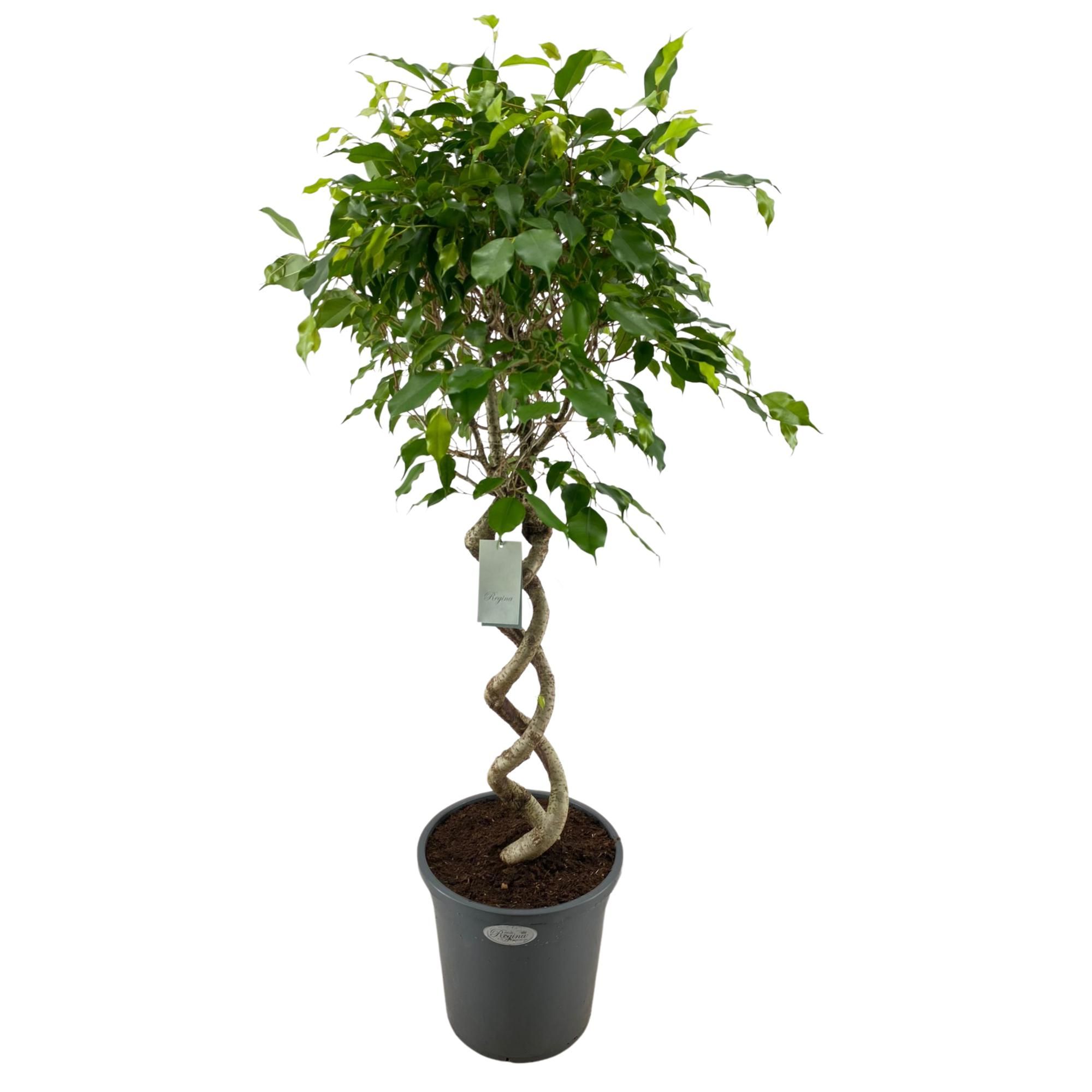 Ficus Benjamina Exotica dubbel spiraal p31, D 31
