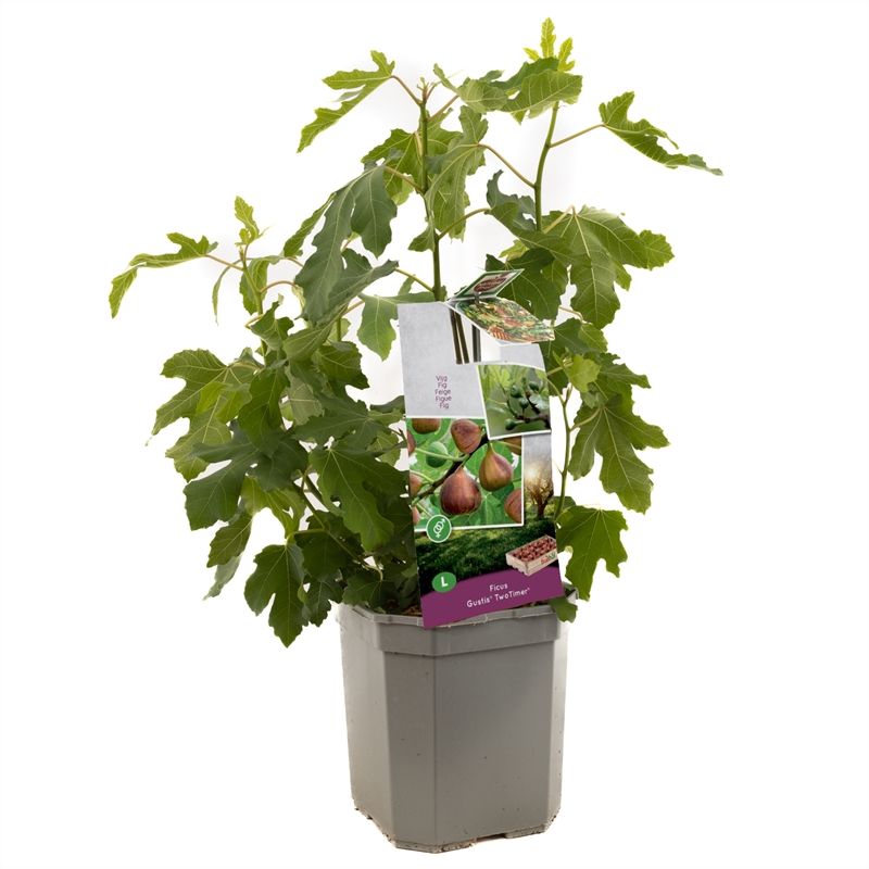 Ficus carica Gustis� TwoTimer� P24 Geeft 2x per jaar vruchten, D 24