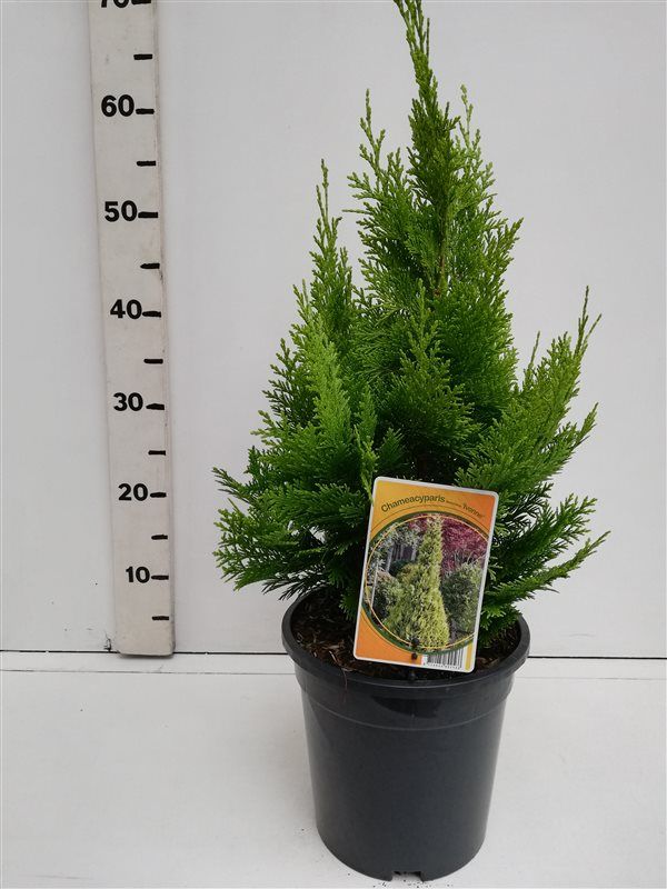 Chamaecyparis l. 'Ivonne', D 19