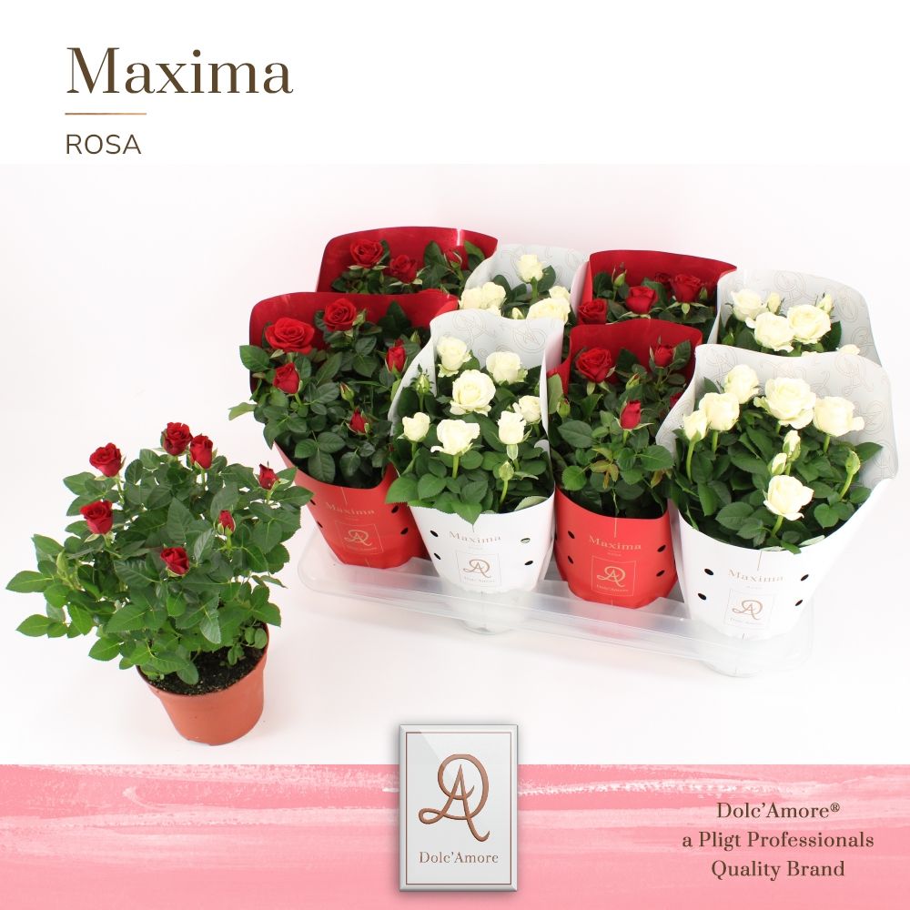 Potroos Roma Mix P14 Dolc'Amore® Maxima Metallic TonSurTon, D 14