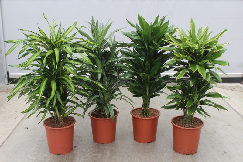 Dracaena fragrans Mixkar 27, D 27 cm