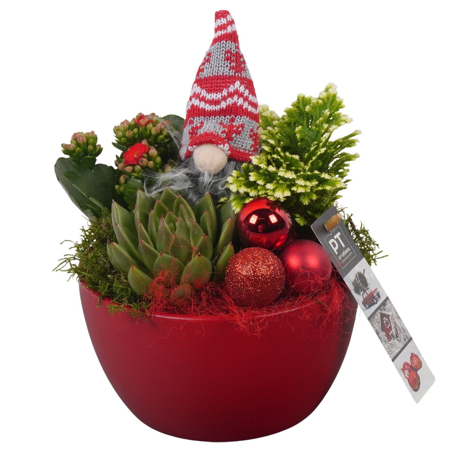 PTCHR7230 Arrangement Christmas Red in keramiek schaal, D 15 cm