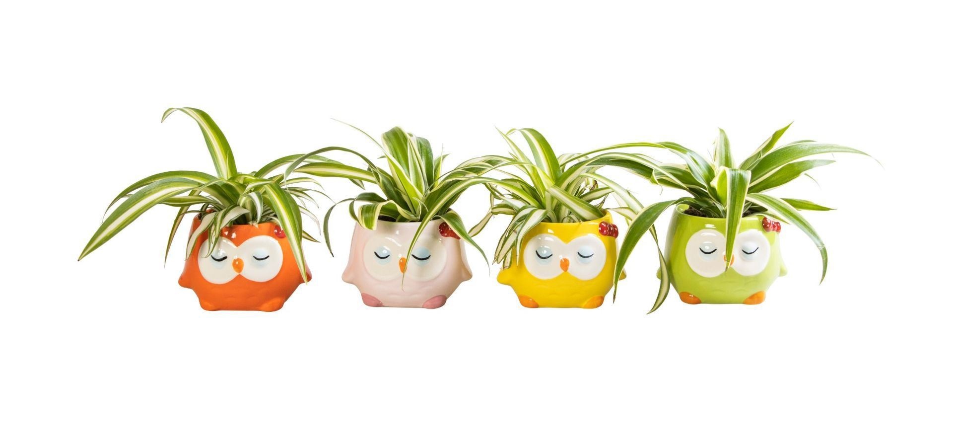 L 65870 with Chlorophytum Mix 6 cm, D 6