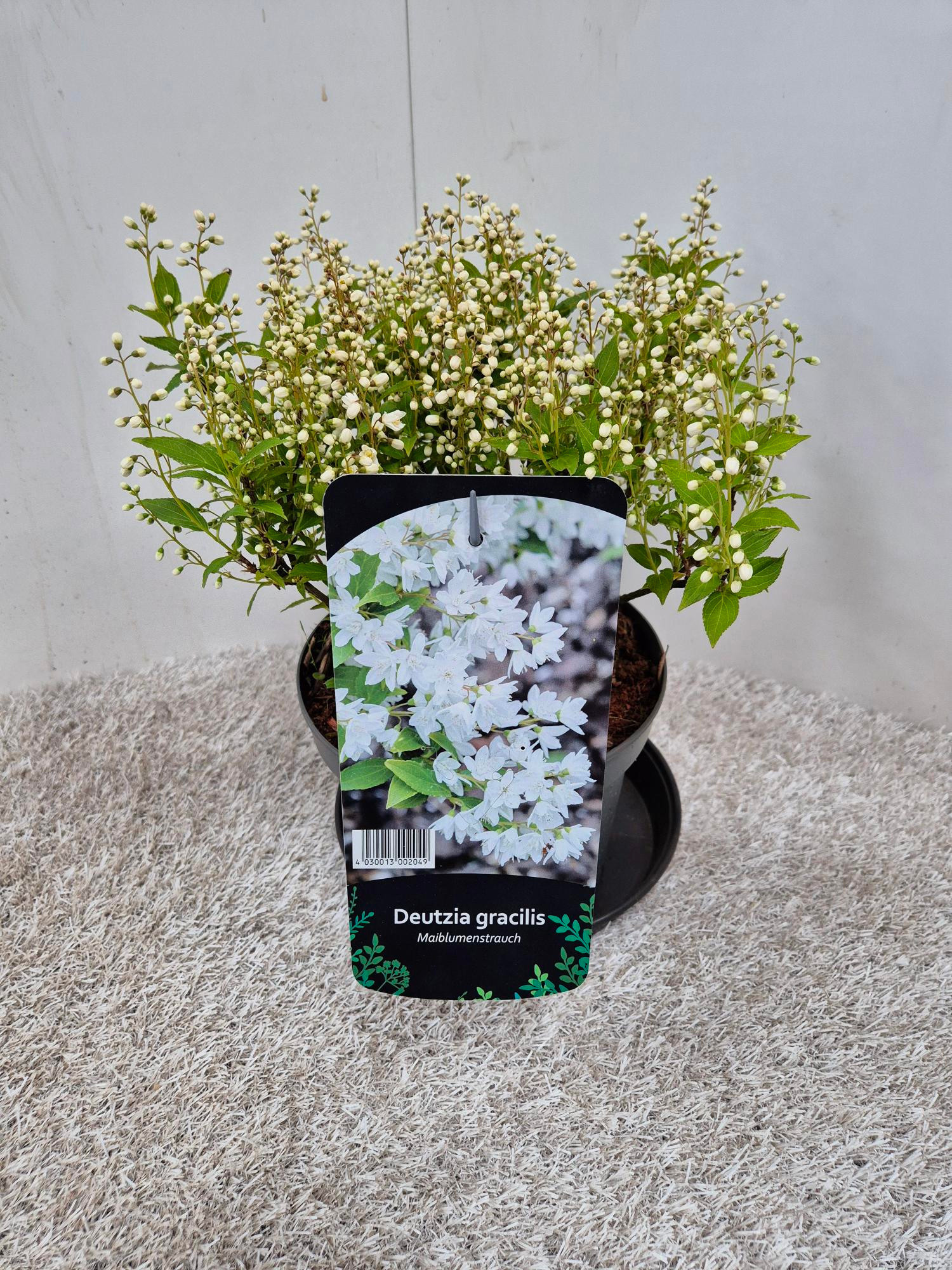 Deutzia Gracilis, D 19