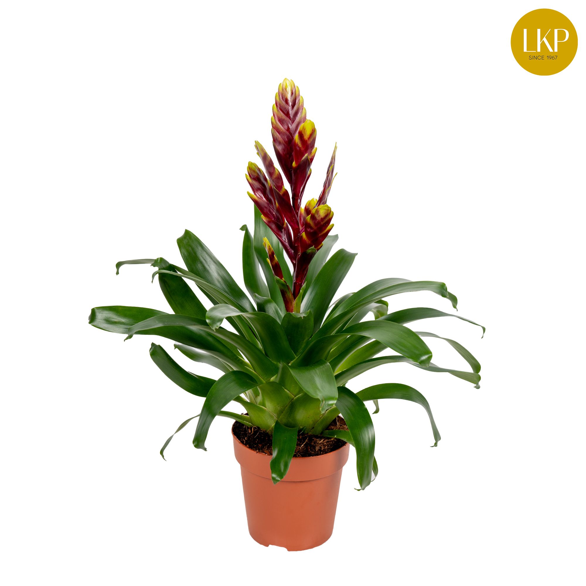 Vriesea Vogue Paars (Zonder Hoes), D 12