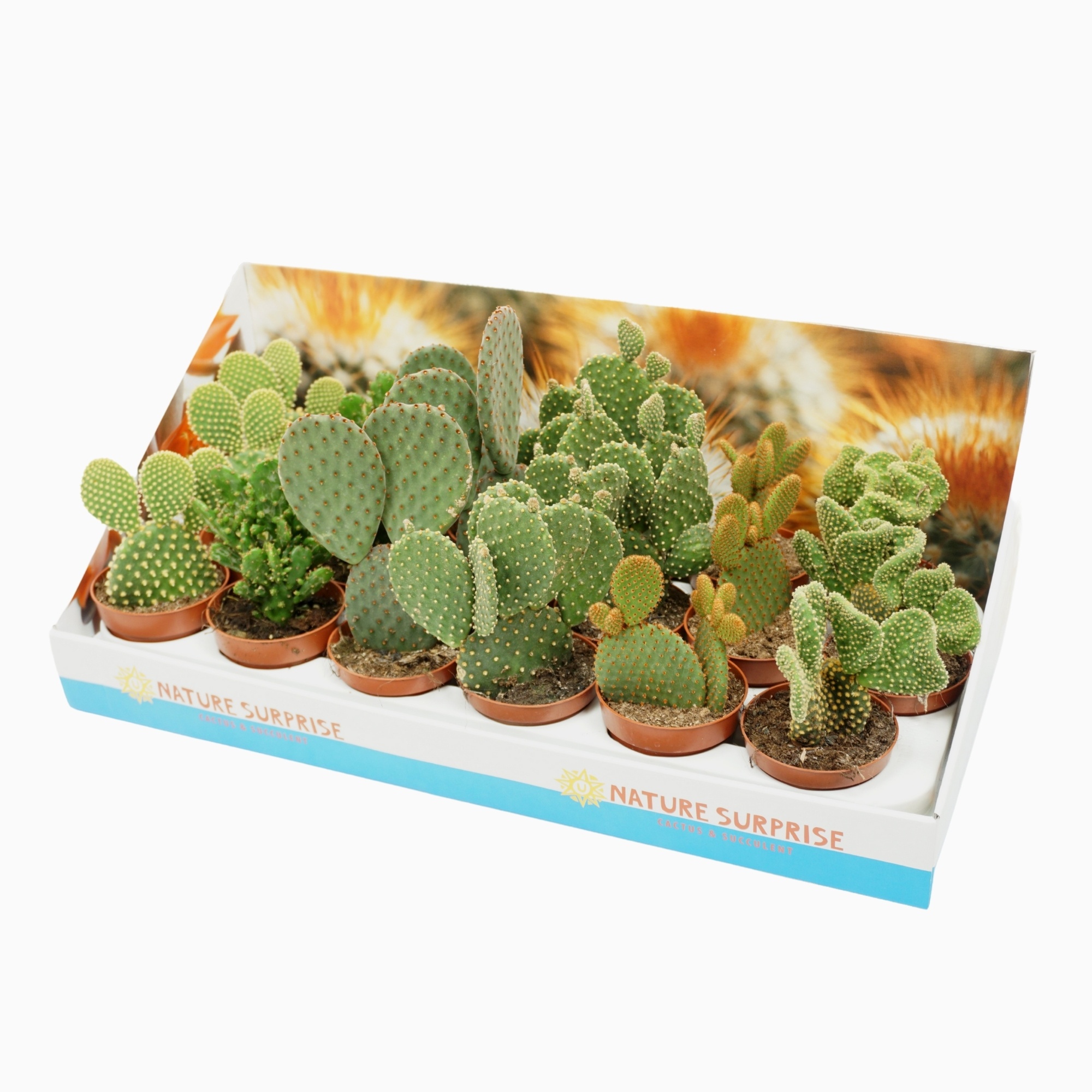 Opuntia mix 8,5 cm in presentatiedoos, D 8,5