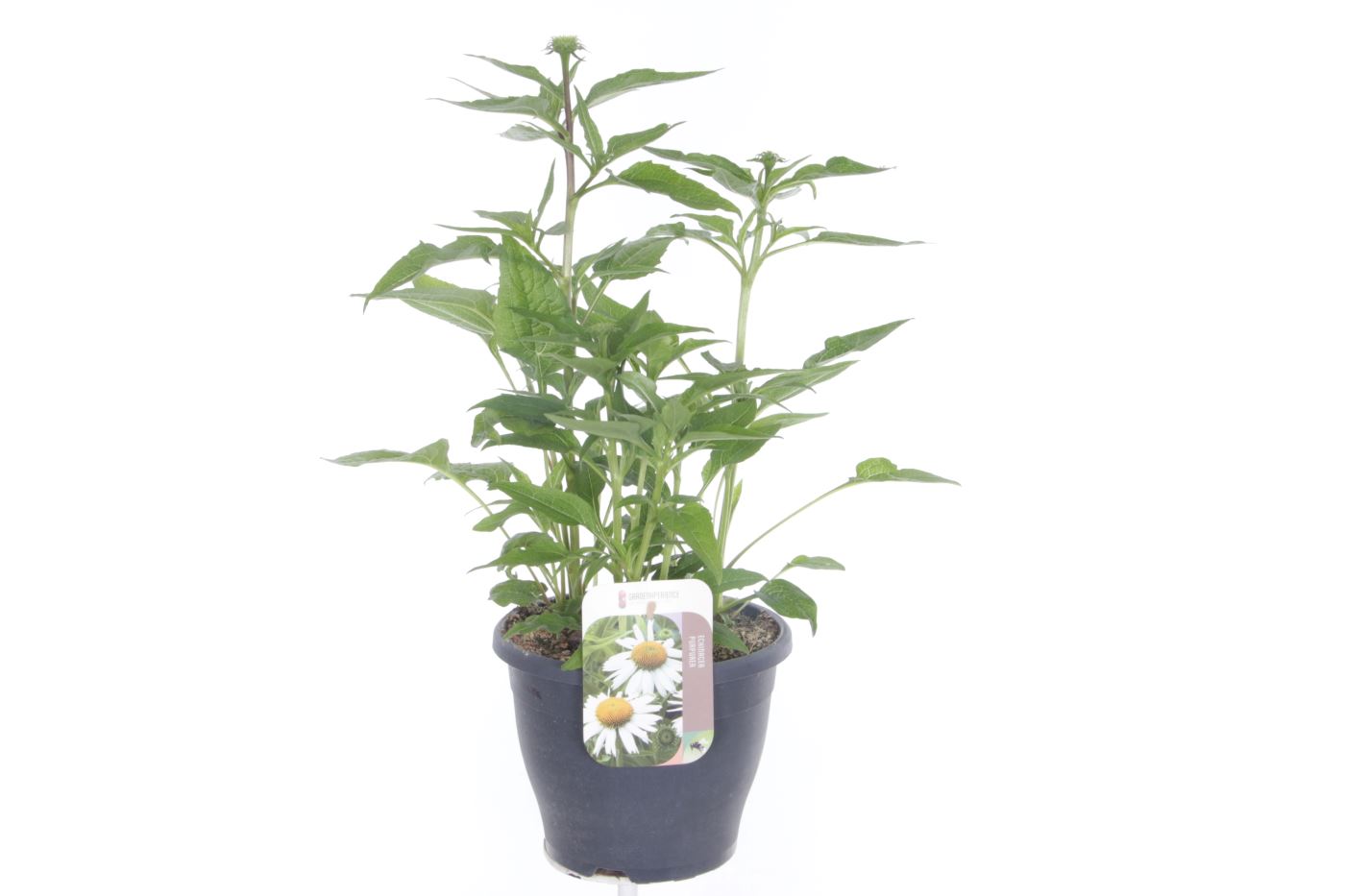 Echinacea purp. pr. splendor white, D 23