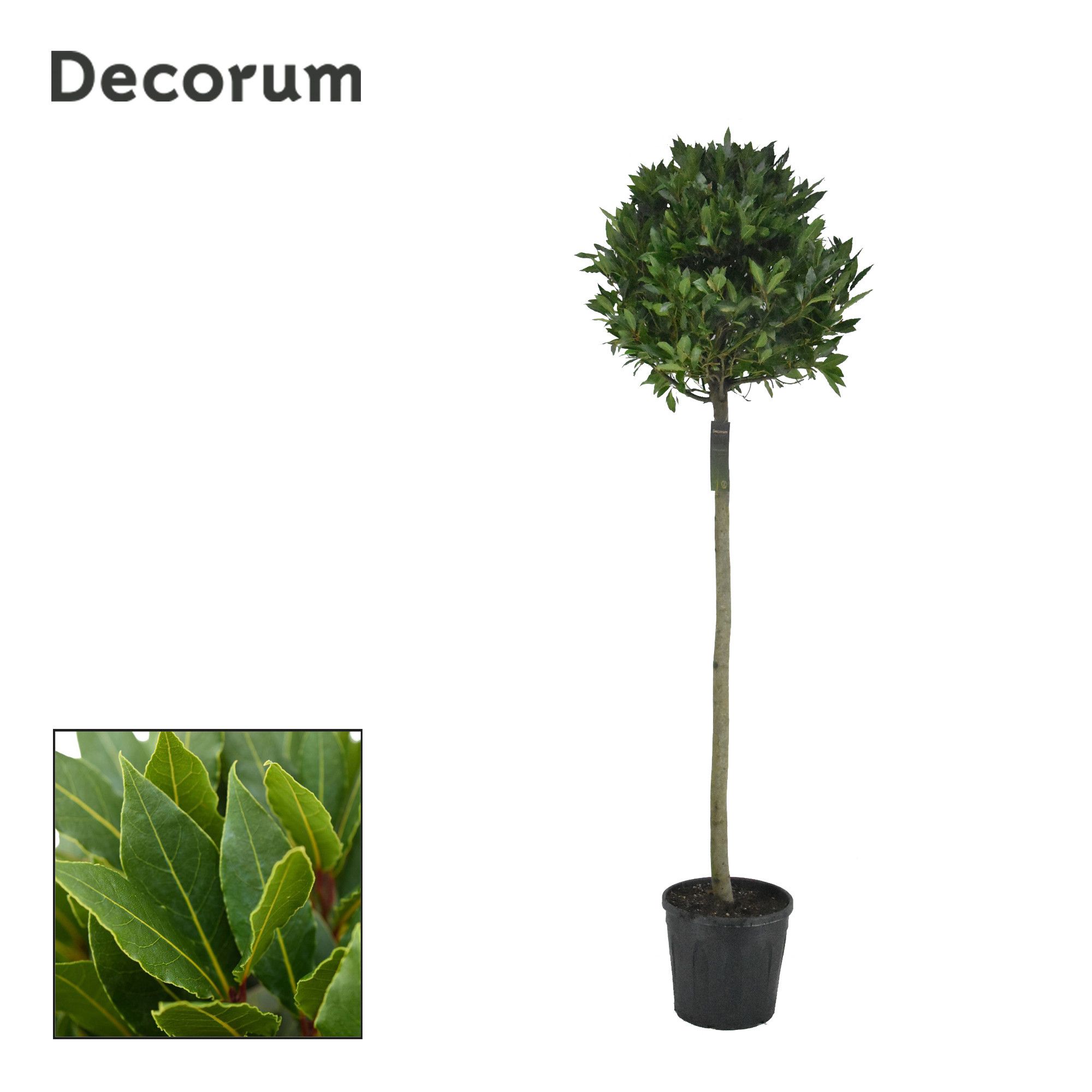 Laurus nobilis Bol op stam, D 30