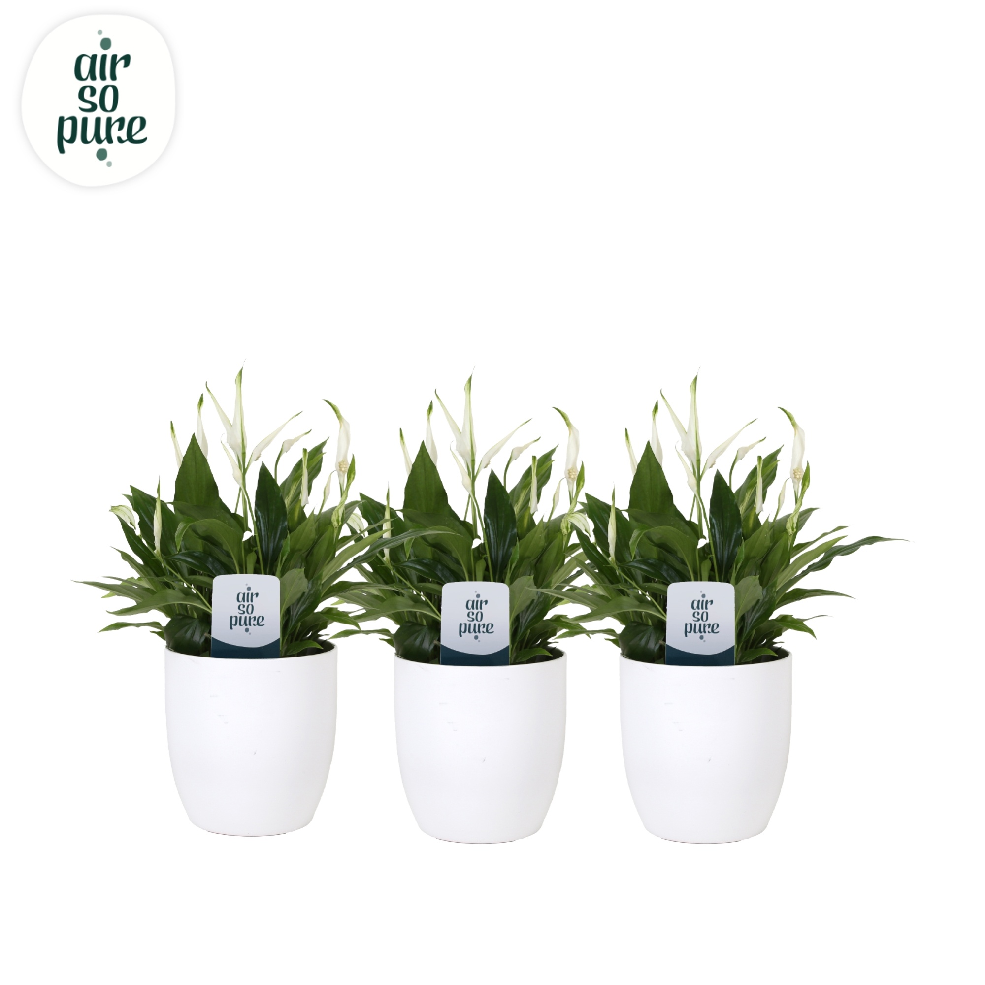 KP-613.1 - Spathiphyllum Pearl Cupido 15cm in witte bolpot, D 15 cm KP-613.1 - Spathiphyllum Pearl Cupido 15cm in witte bolpot, D 15 cm