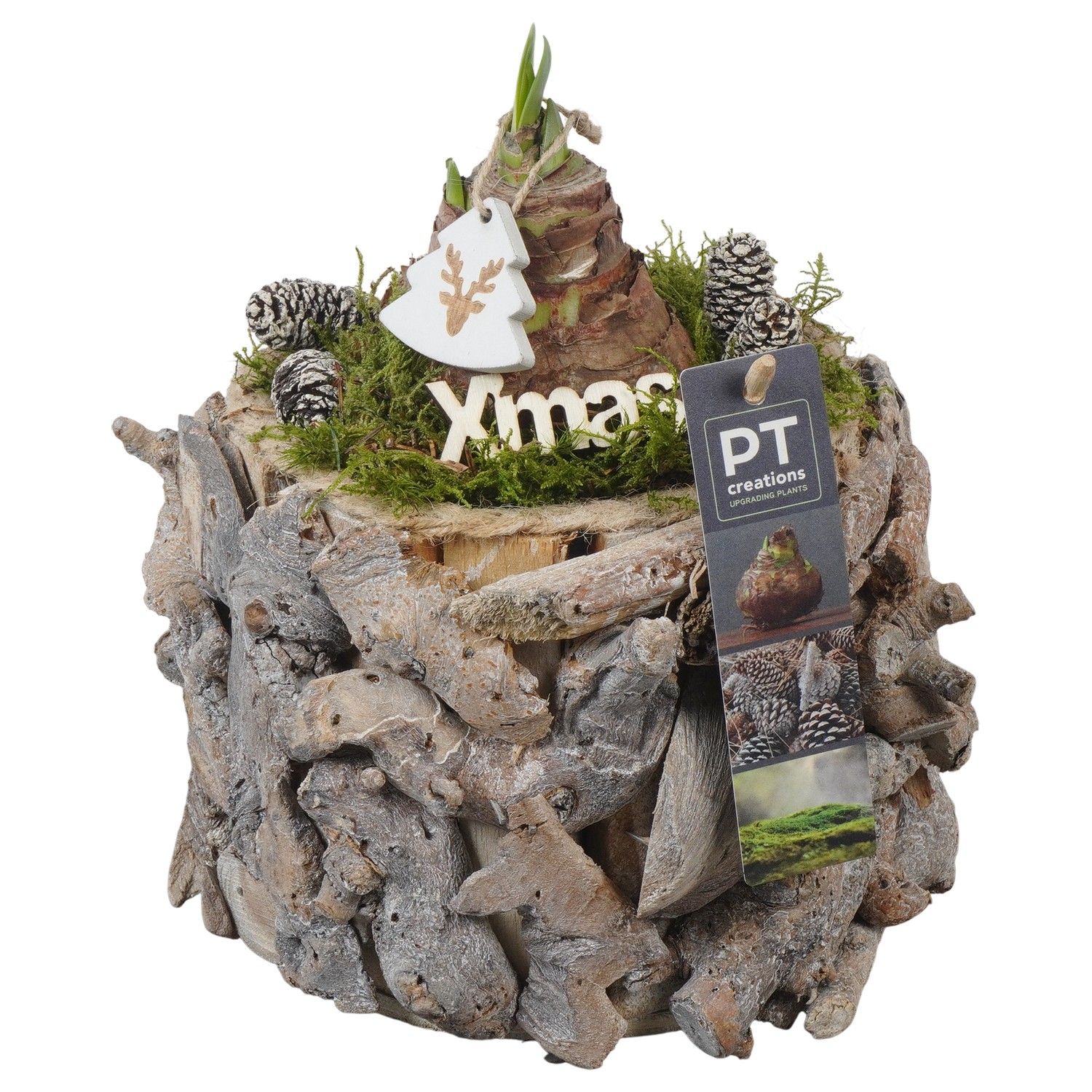 PTACH5890 Arrangement Amaryllis Christmas in houten bak, D 14 cm