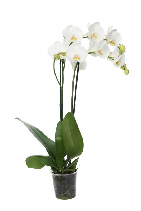 Phal white 2T18+ ( 2 lg/dc ), D 12