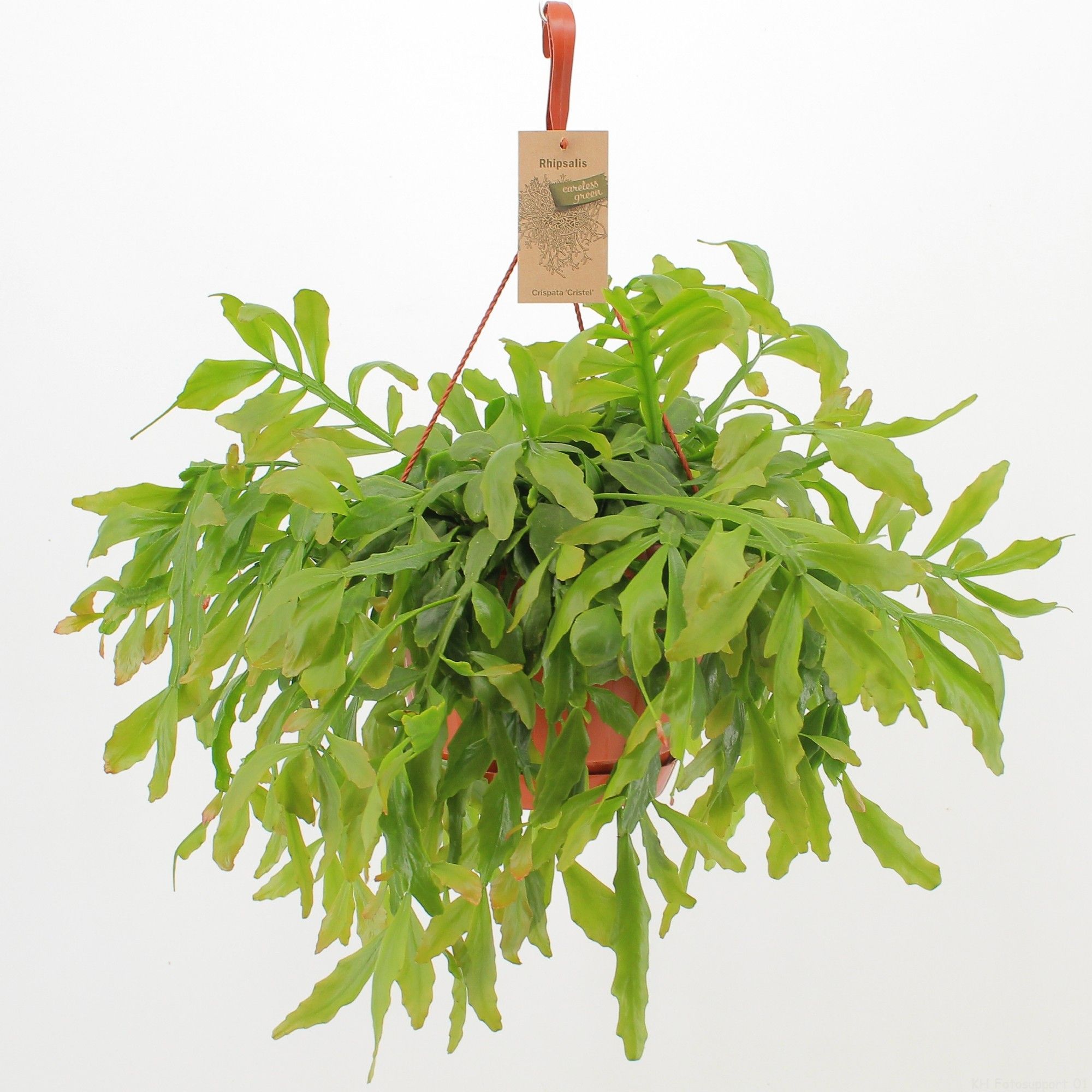 Rhipsalis Crispata ‘Cristel’, D 21