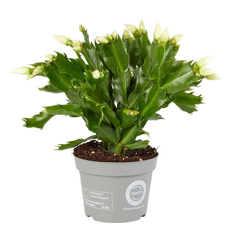 Schlumbergera White Brazil, D 12 cm Schlumbergera White Brazil, D 12 cm