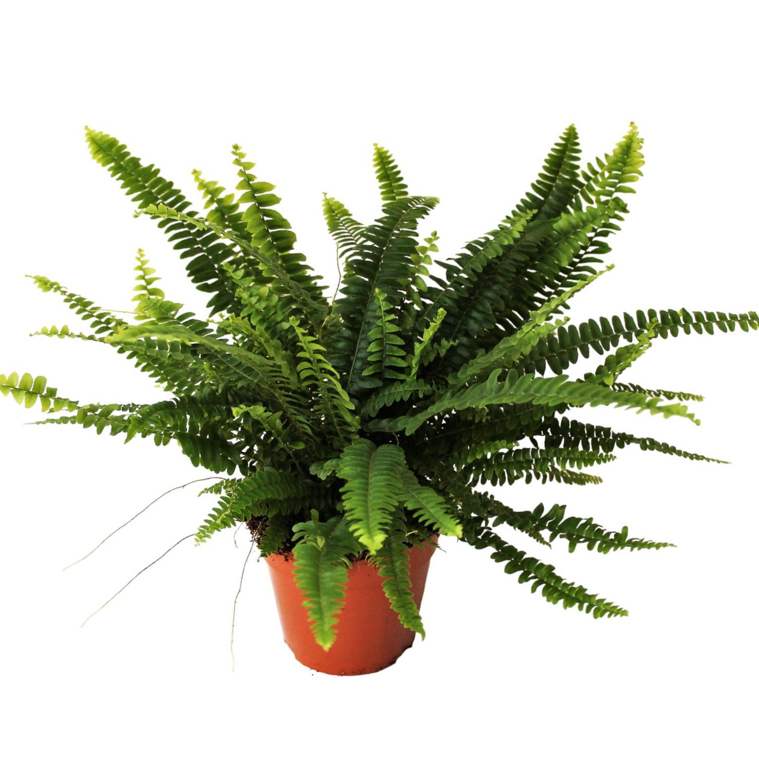 Nephrolepis Green Lady MET hoes, D 14