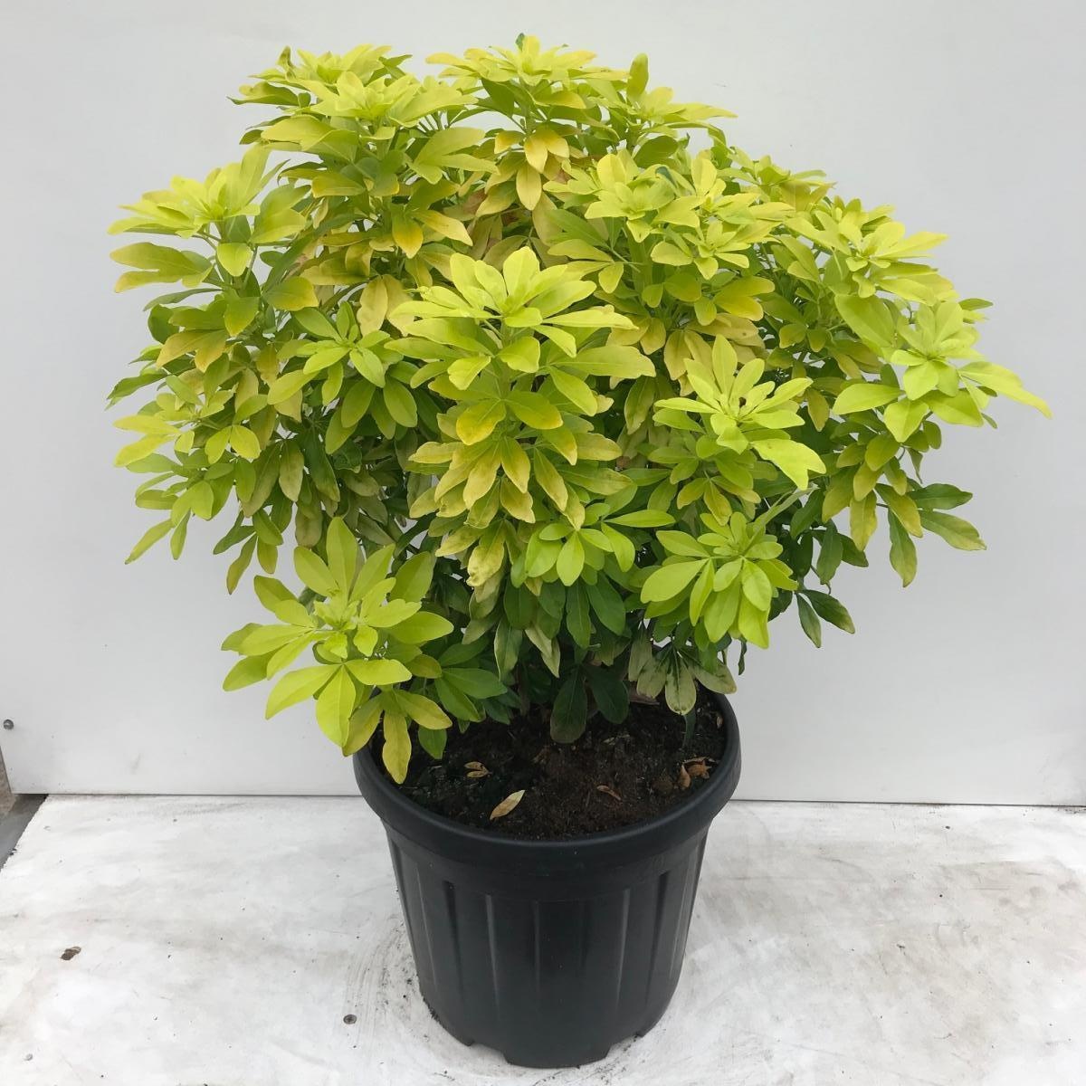 Choisya t. Sundance, D 40