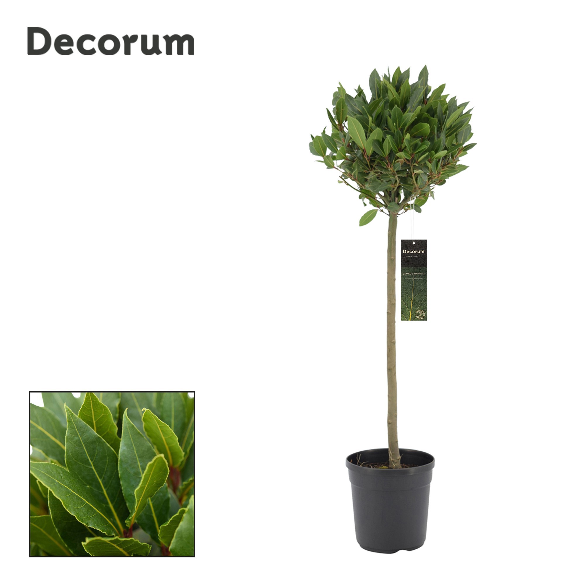 Laurus nobilis Bol op stam, D 20 cm