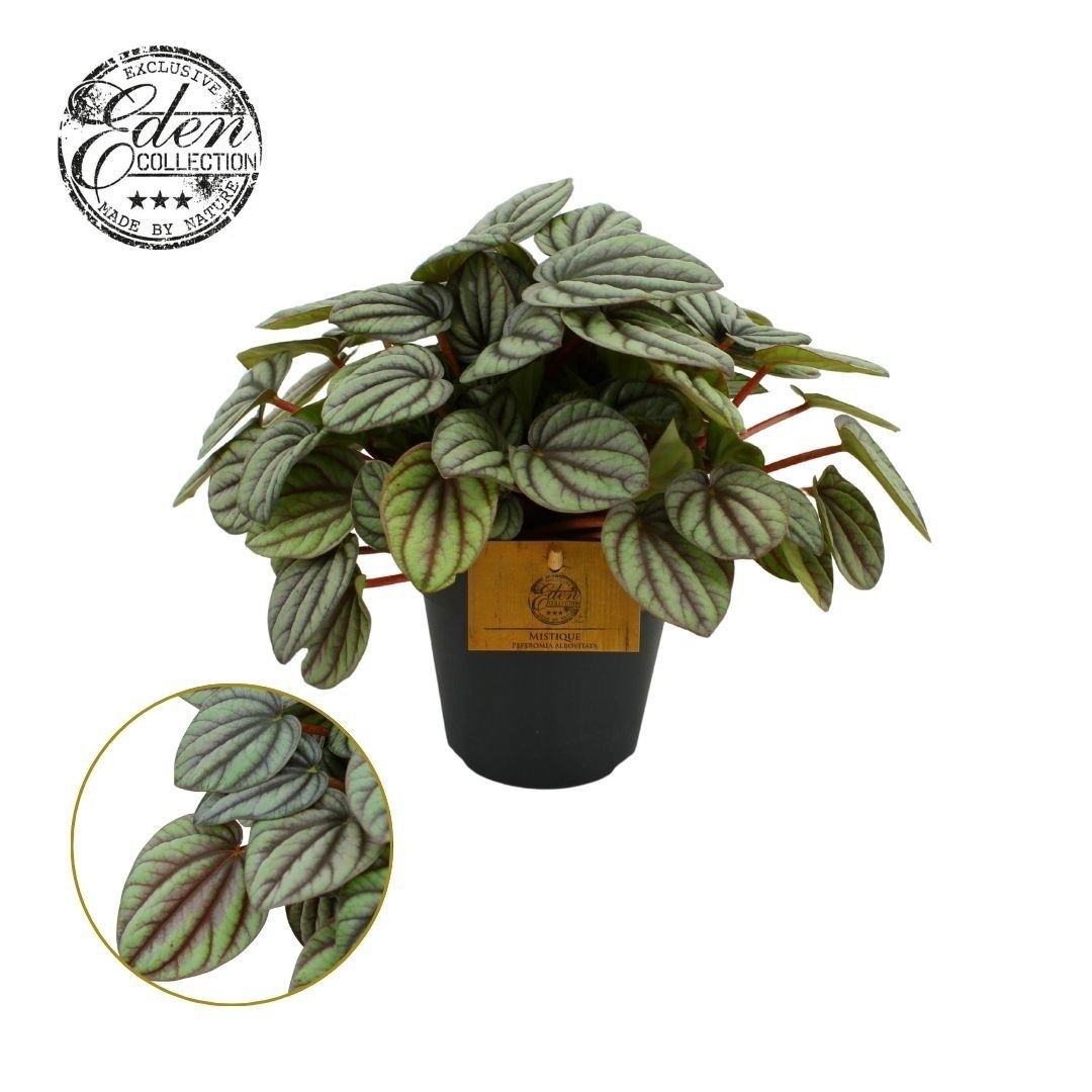 Peperomia Mistique 12cm, D 12