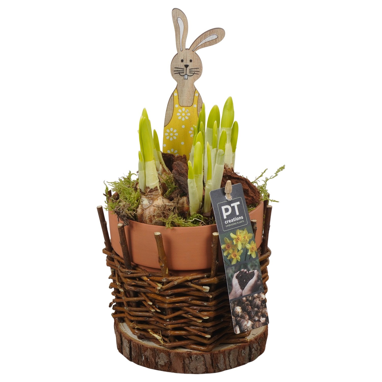 PTNP4544 Arrangement Narcissus Easter in keramiek rieten pot, D 13