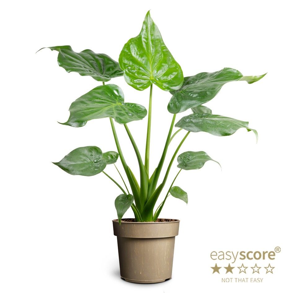 Alocasia cucullata, D 17