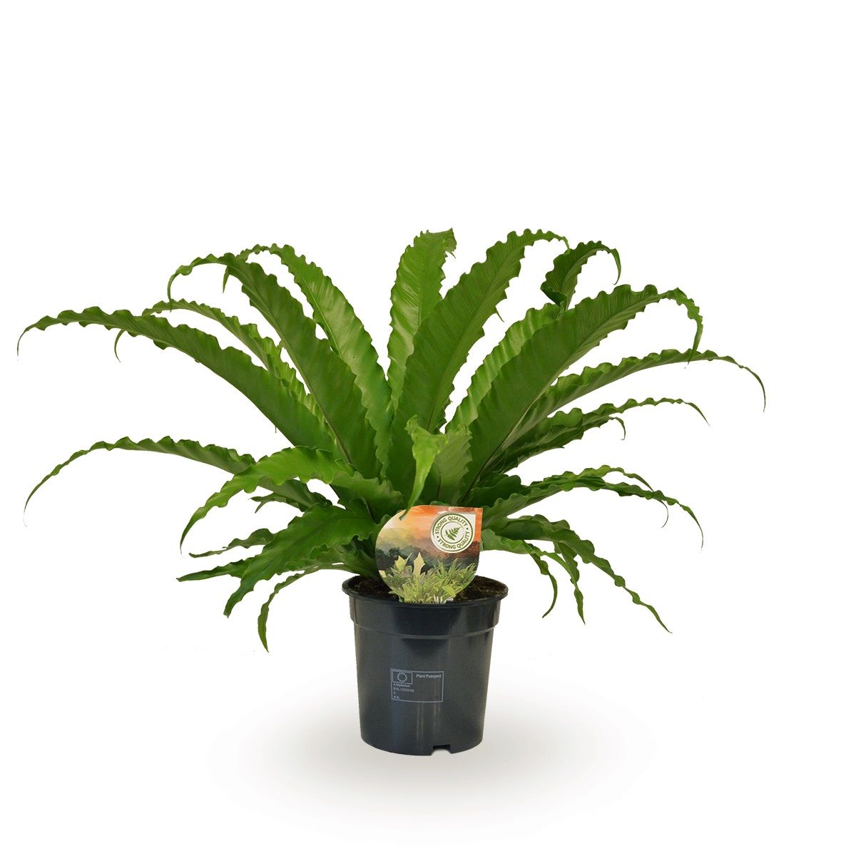 Asplenium Osaka, D 17