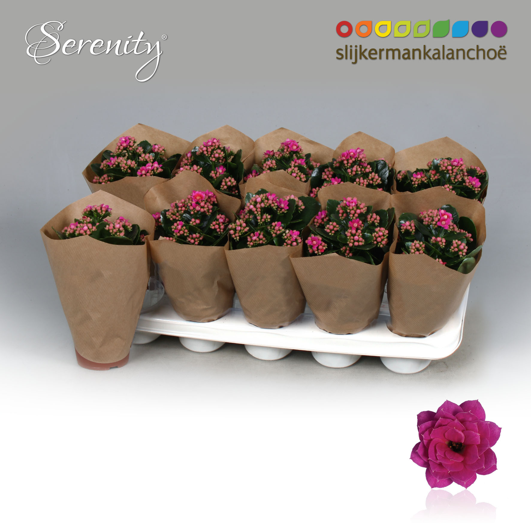 Kalanchoe Papersleeve - Serenity Purple, D 10,5