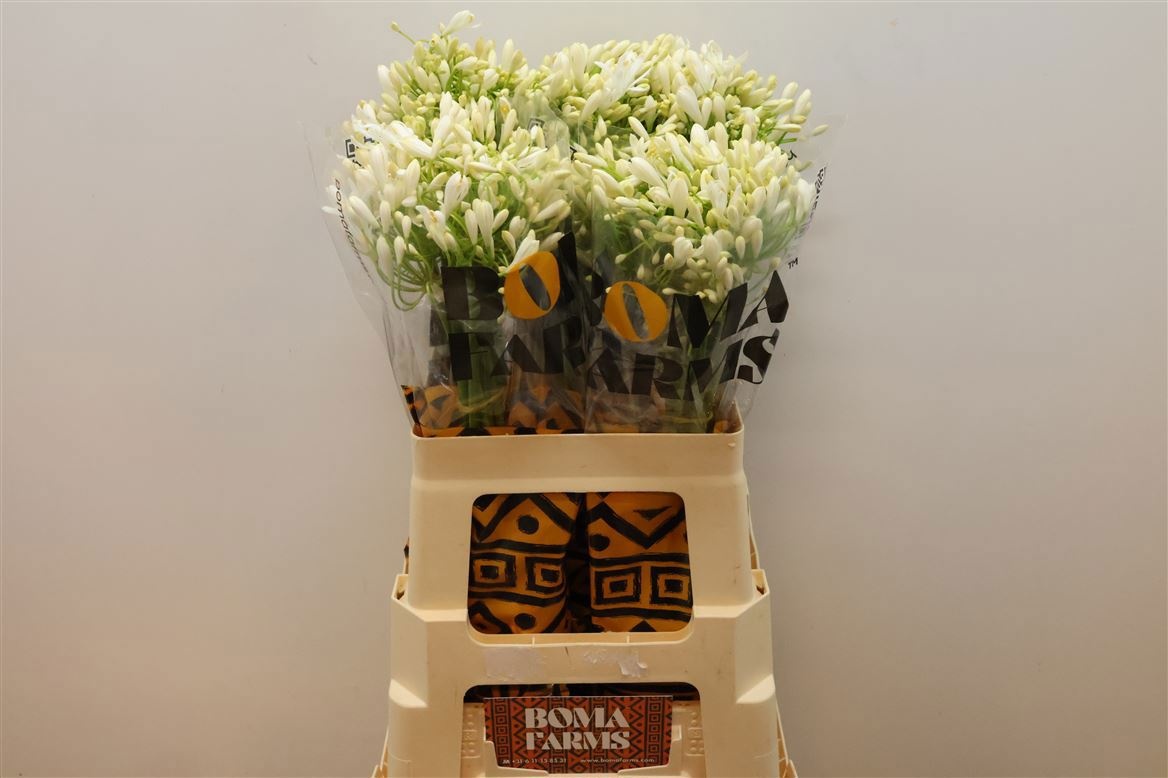 Агапантус Вайт Хэвен 70 (бел.), шт.