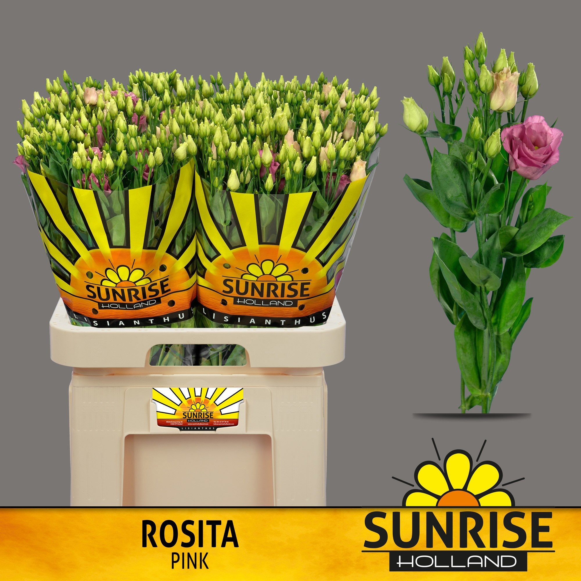 Эустома Розита Роуз пинк 70 (ярко-роз.), шт.