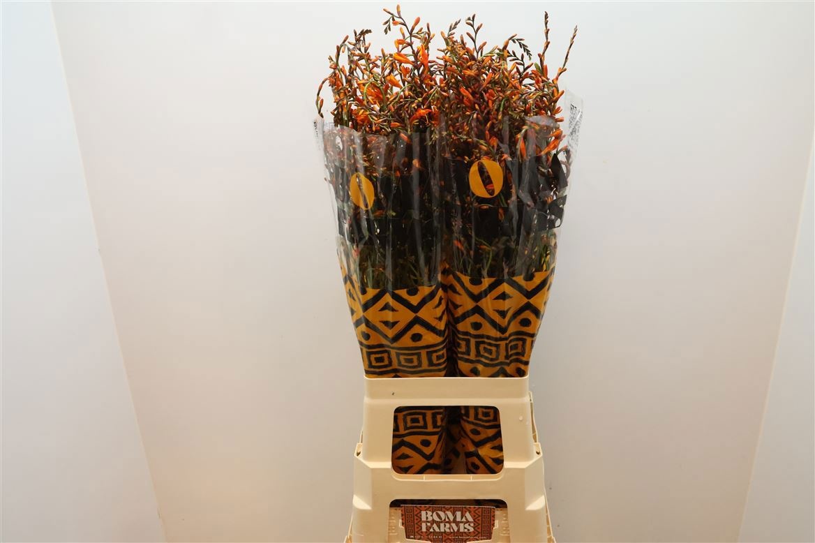 Крокосмия Лицифер 80 (оранж.), шт.