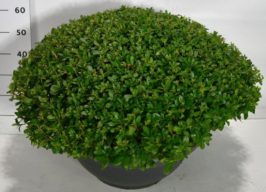 Rhododendron (AJ) 'Aladdin Scout', D 50