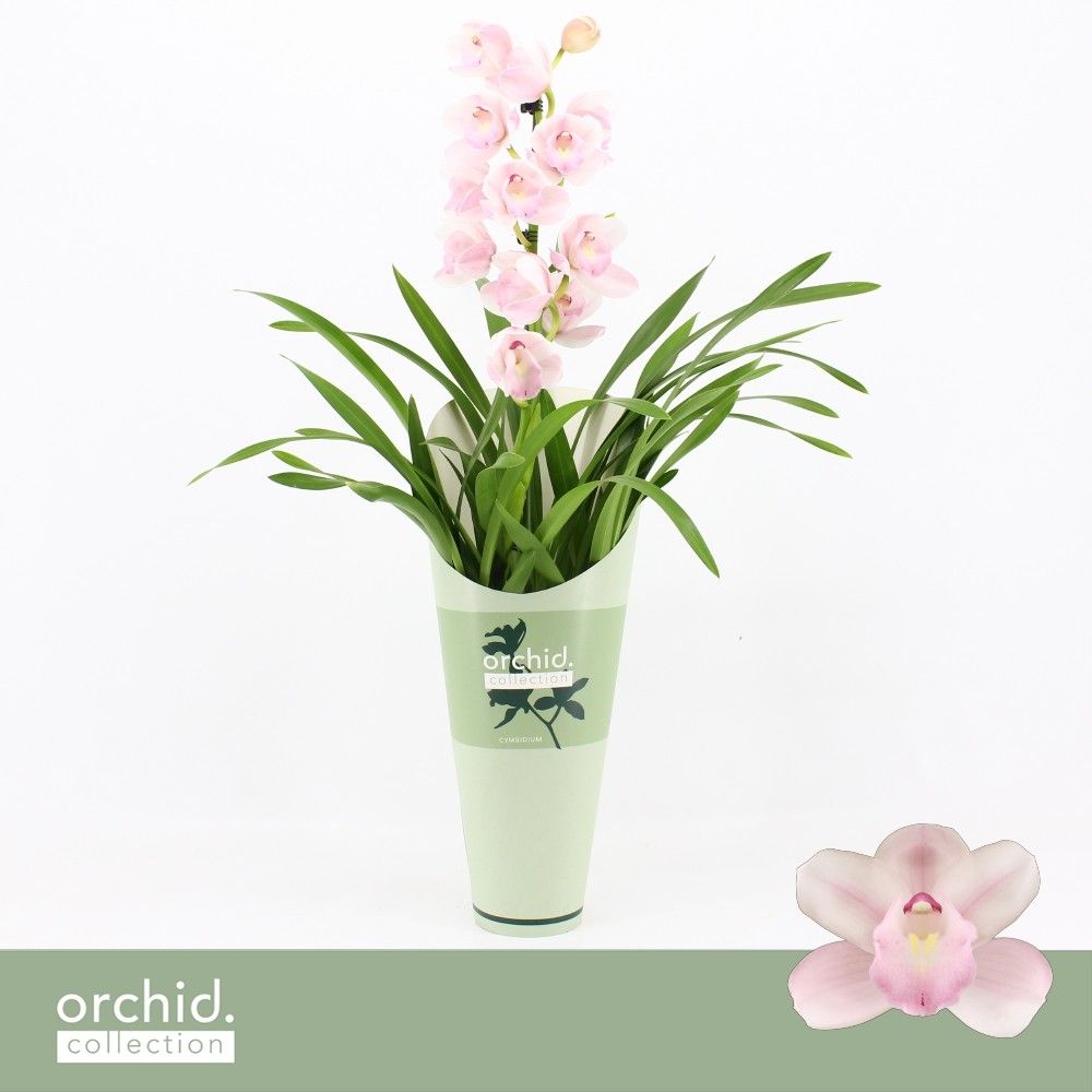 Cymbidium, Pink Bell 1-spike 'Orchid Collection' Potcover, D 12
