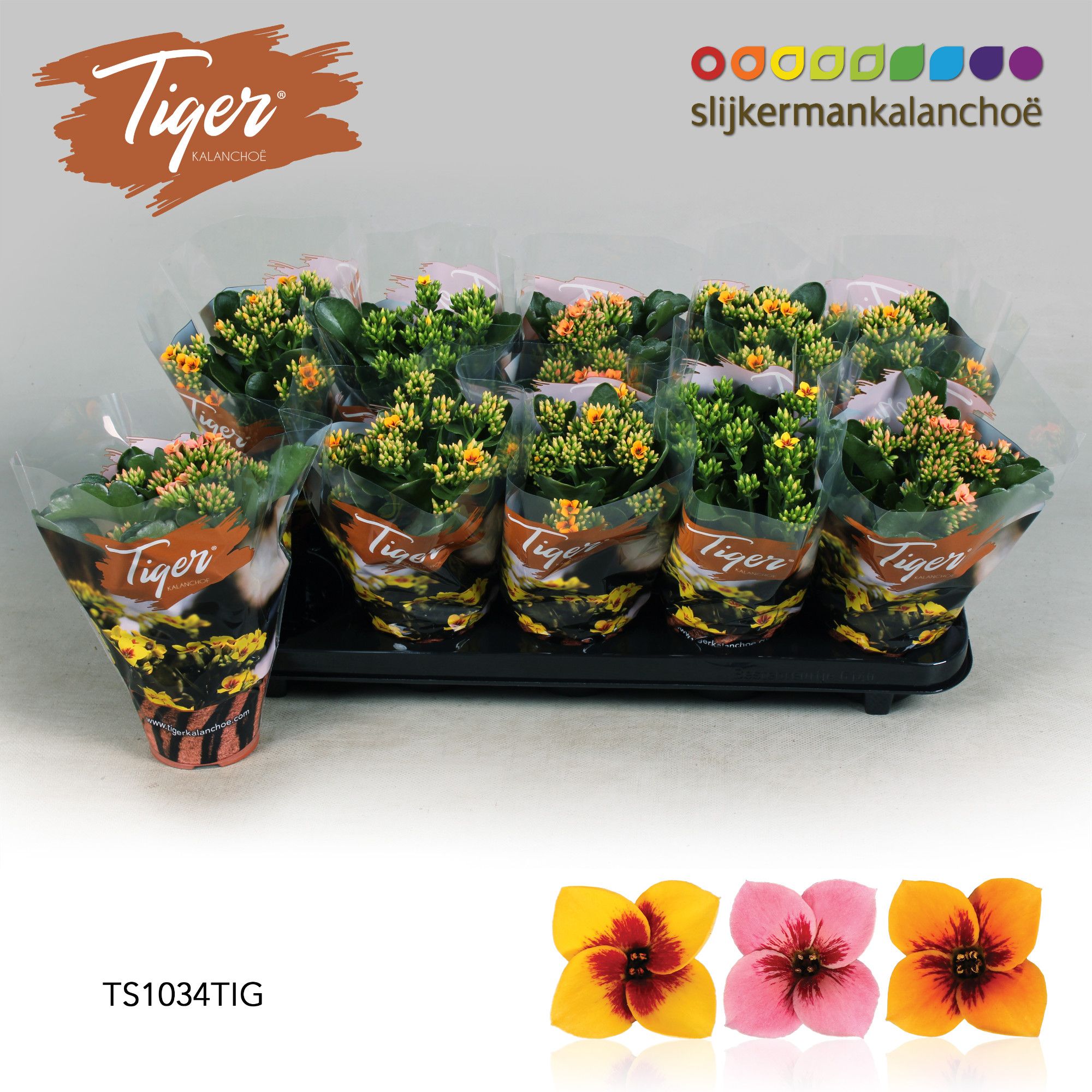 Kalanchoe Tiger - 10,5 cm Tiger Mix, D 10,5 cm Kalanchoe Tiger - 10,5 cm Tiger Mix, D 10,5 cm