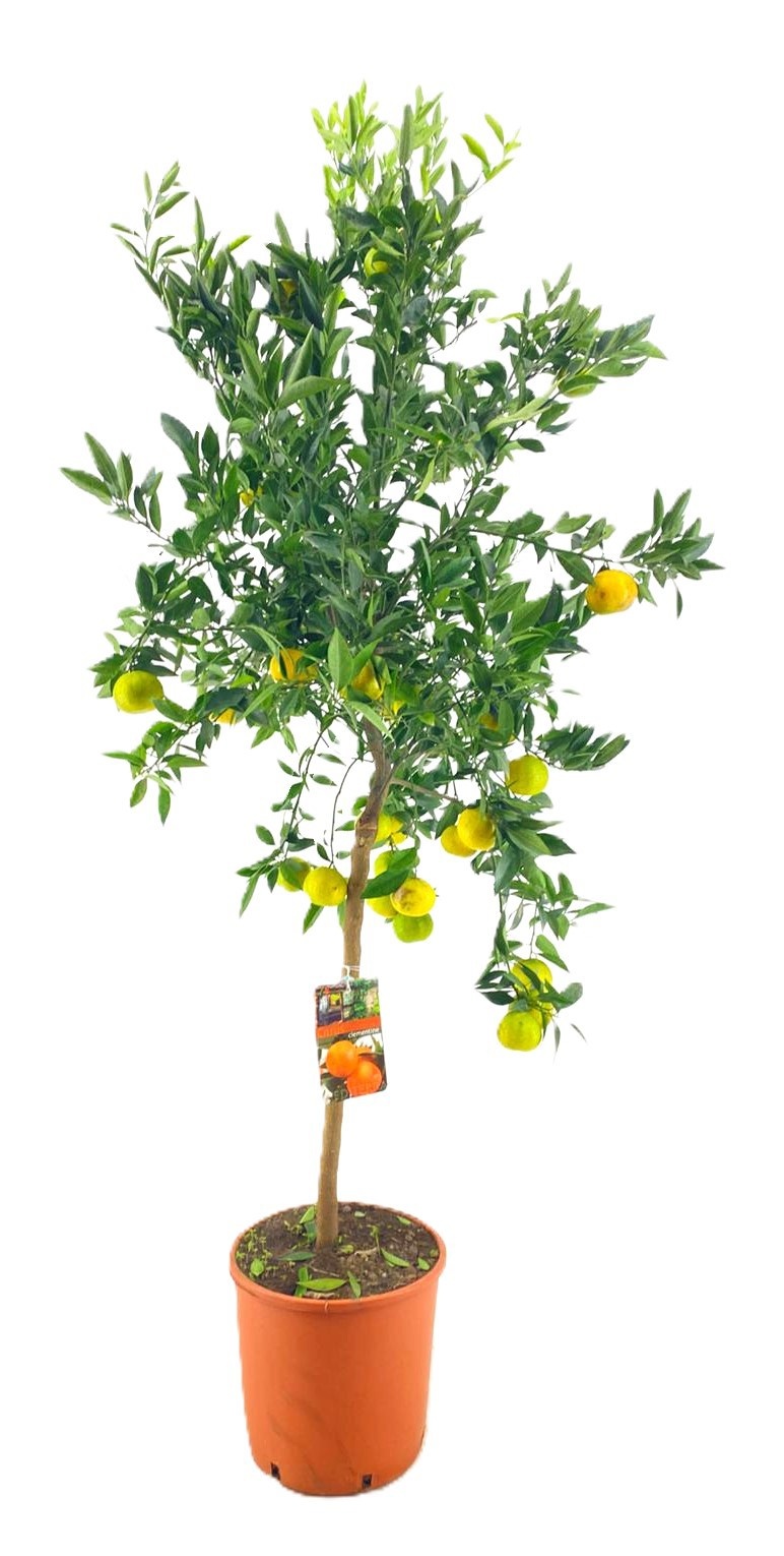 Citrus clementine (manderijn), D 28