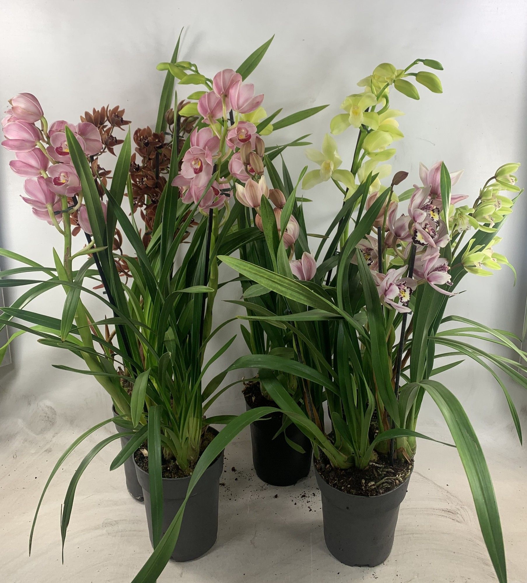 Cymbidium 2/3 tak mix, D 14 cm