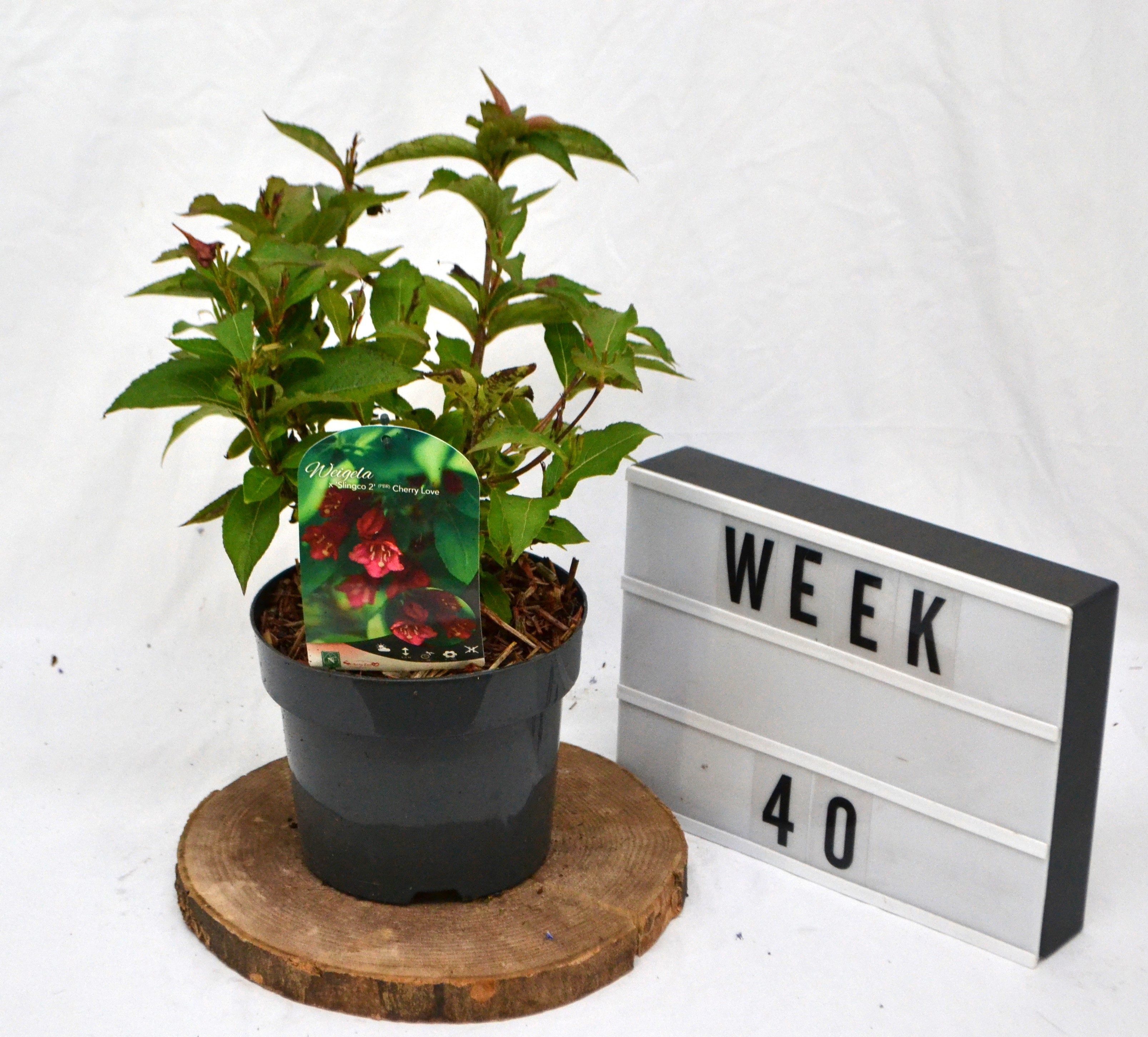 Weigela Cherry Love C3, D 19 cm