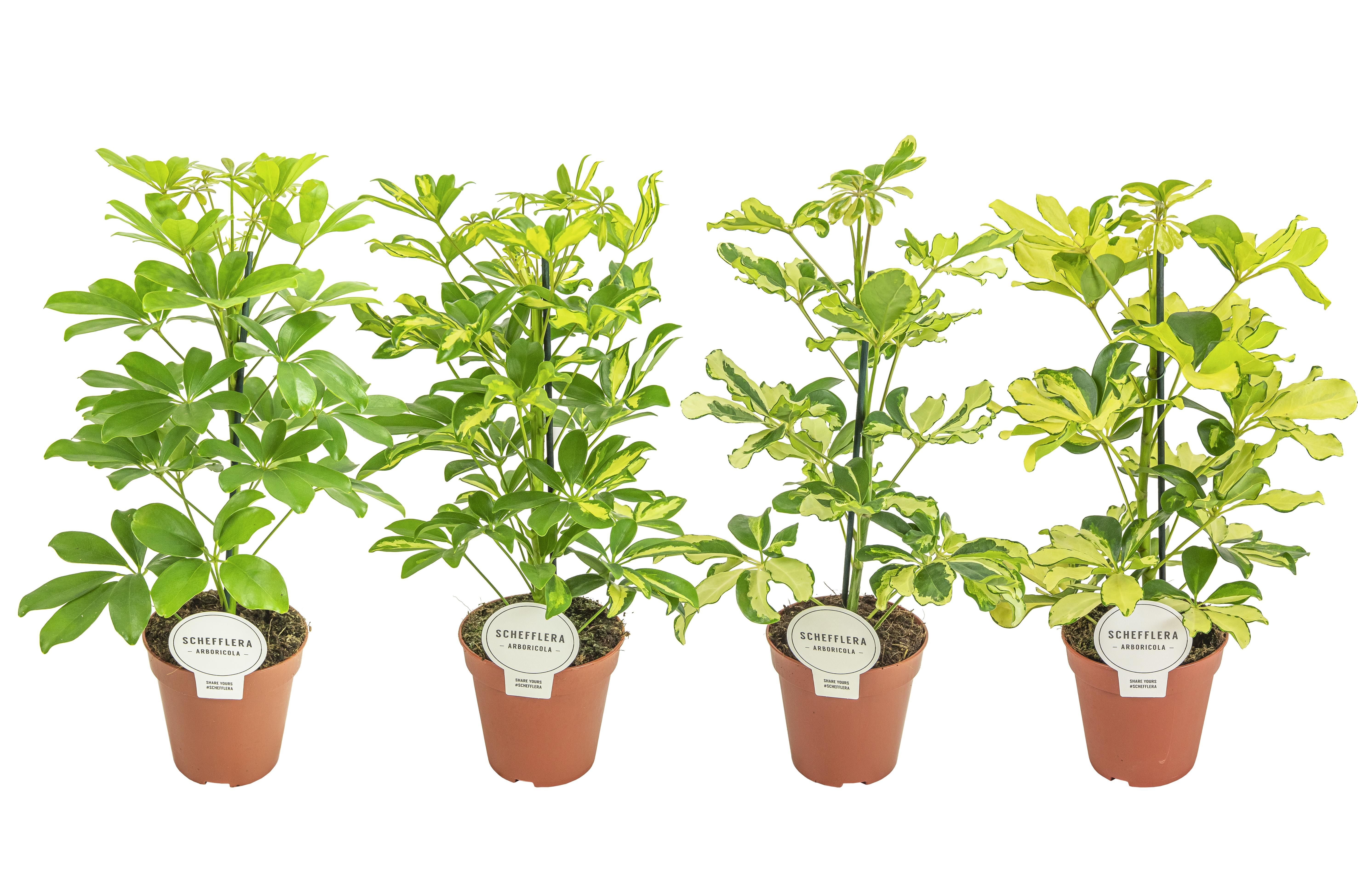 Schefflera Mix, D 13