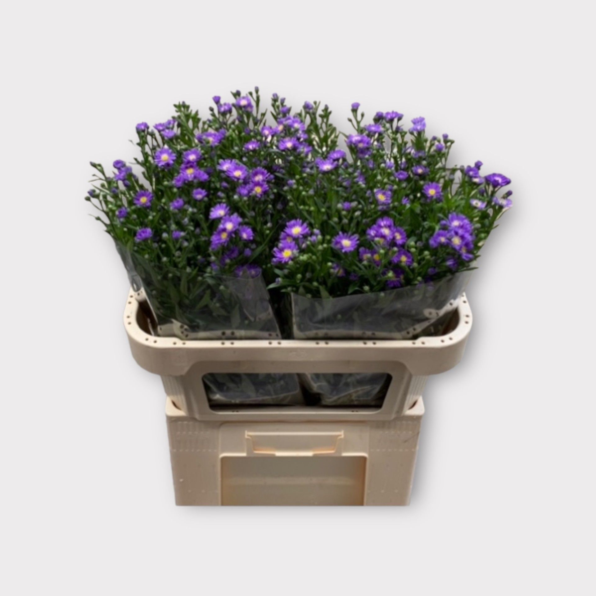 Астер Лаура 70, шт.