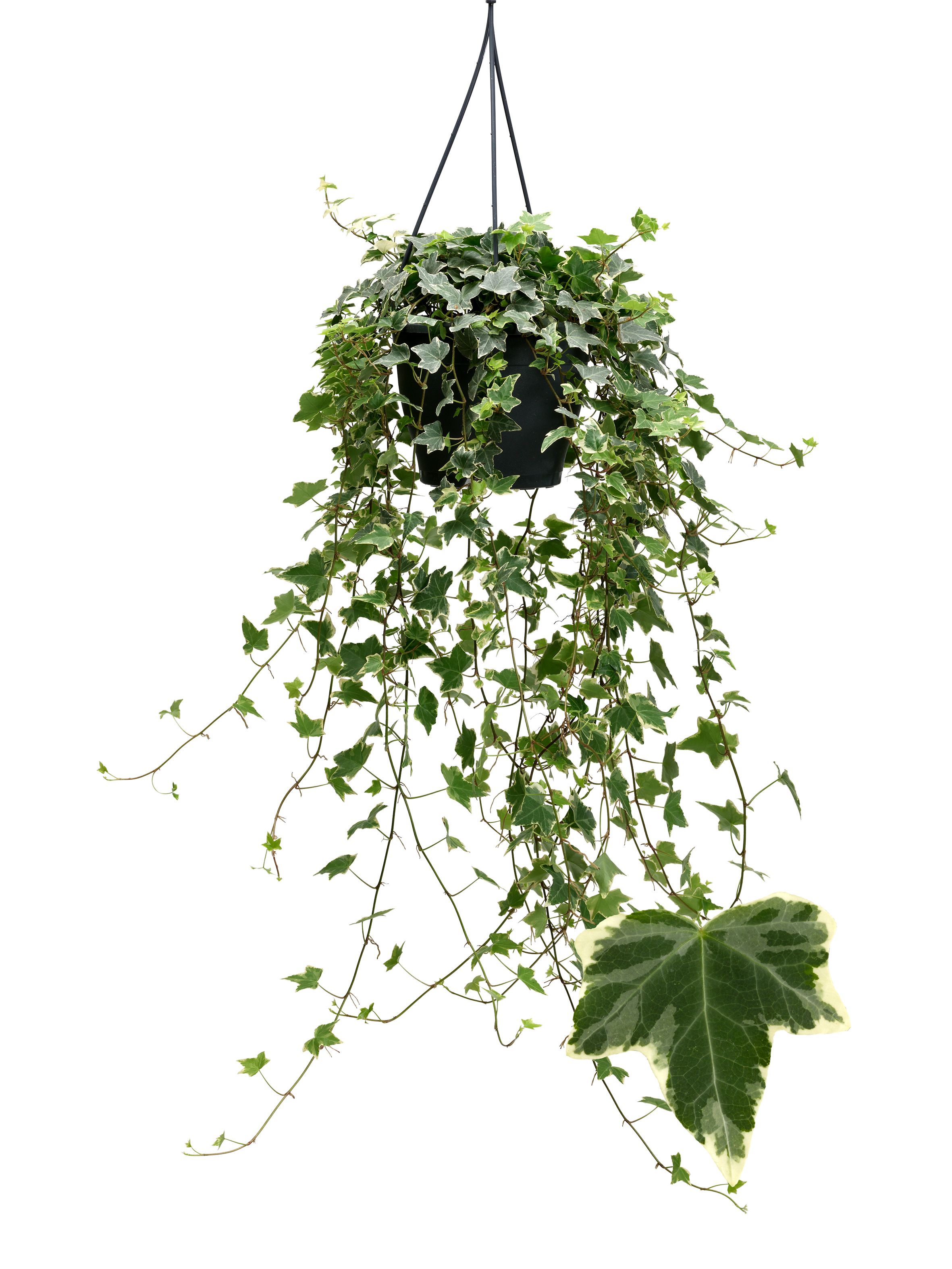 Witbont 19cm, D 19 cm